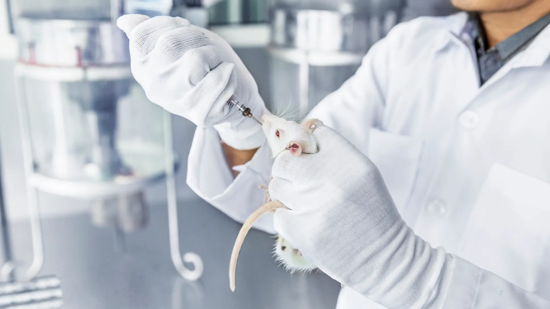 shutterstock_2376452379 istraživanje miševi laboratorija bolest biologija biološki fakultet medicina lekovi vakcina beli miš  nauka-697bc28587683.webp