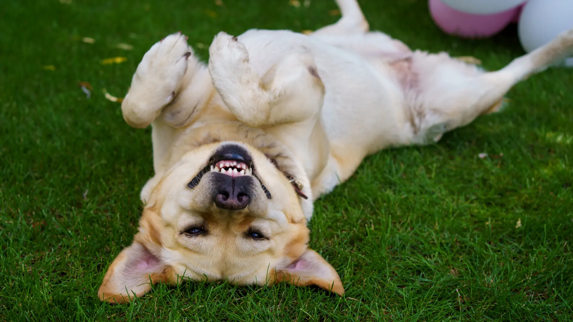 shutterstock_2510829907 pas na leđima igranje psi osmeh srećan pas-6970e177a3f52.webp