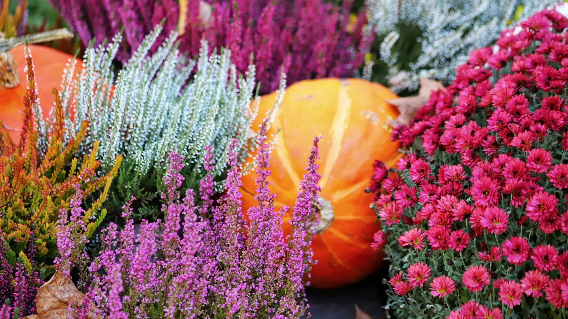 shutterstock_2541172387 jesen bundeva zimsko cveće erika biljka-695e403a7f16c.webp