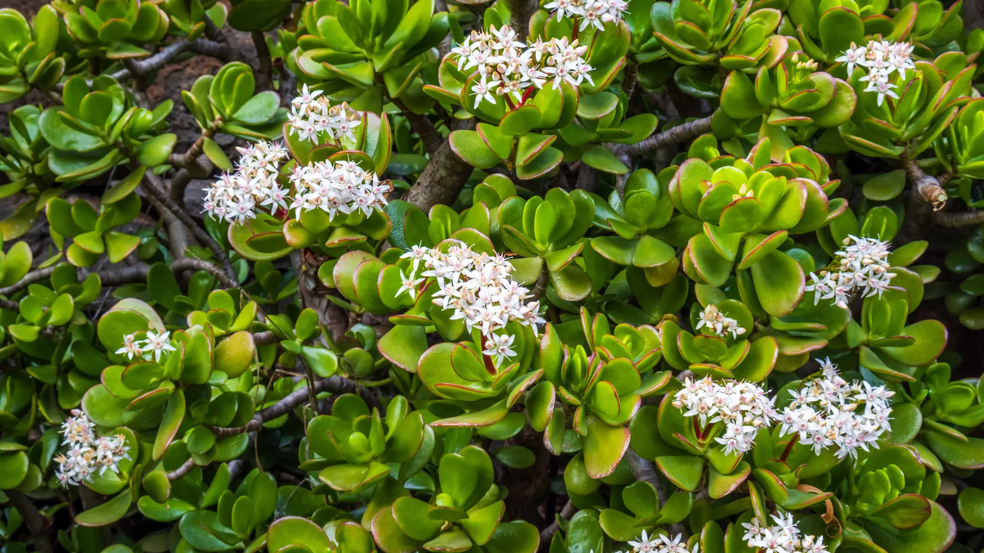 shutterstock_2585231195 krasula-695baa4be48c9.webp