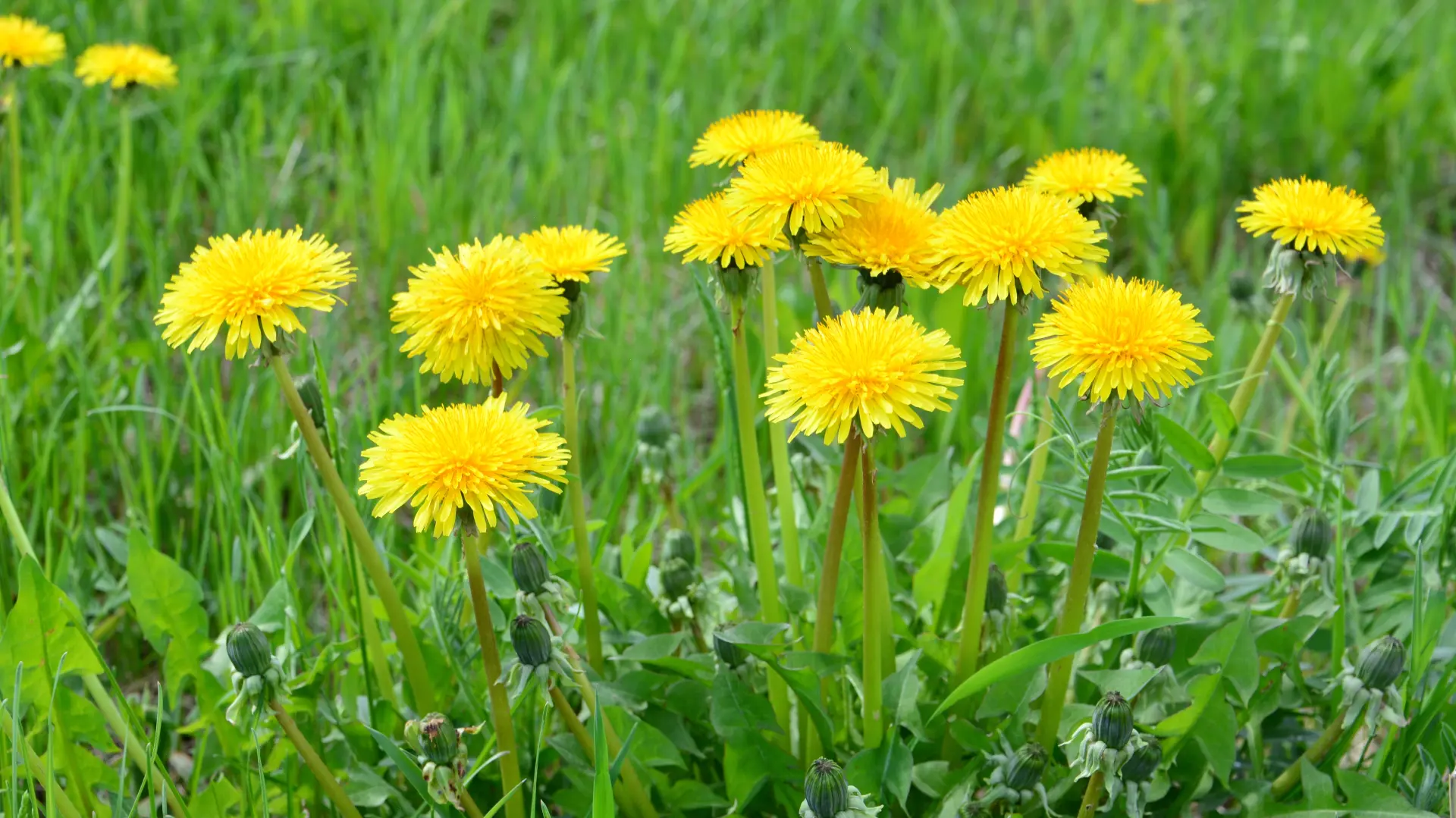 shutterstock_2623538897 maslačak cveće proleće-697cbabf031cd.webp