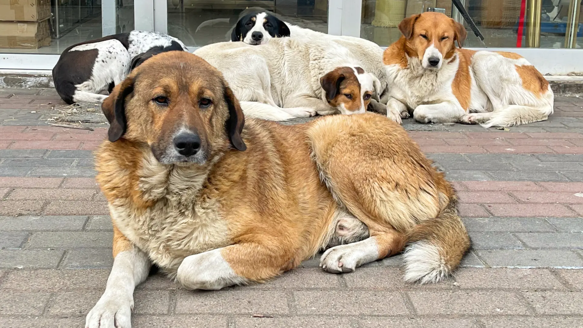 shutterstock_2640137907 pas lutalica psi lutalice-6960c0fac007f.webp