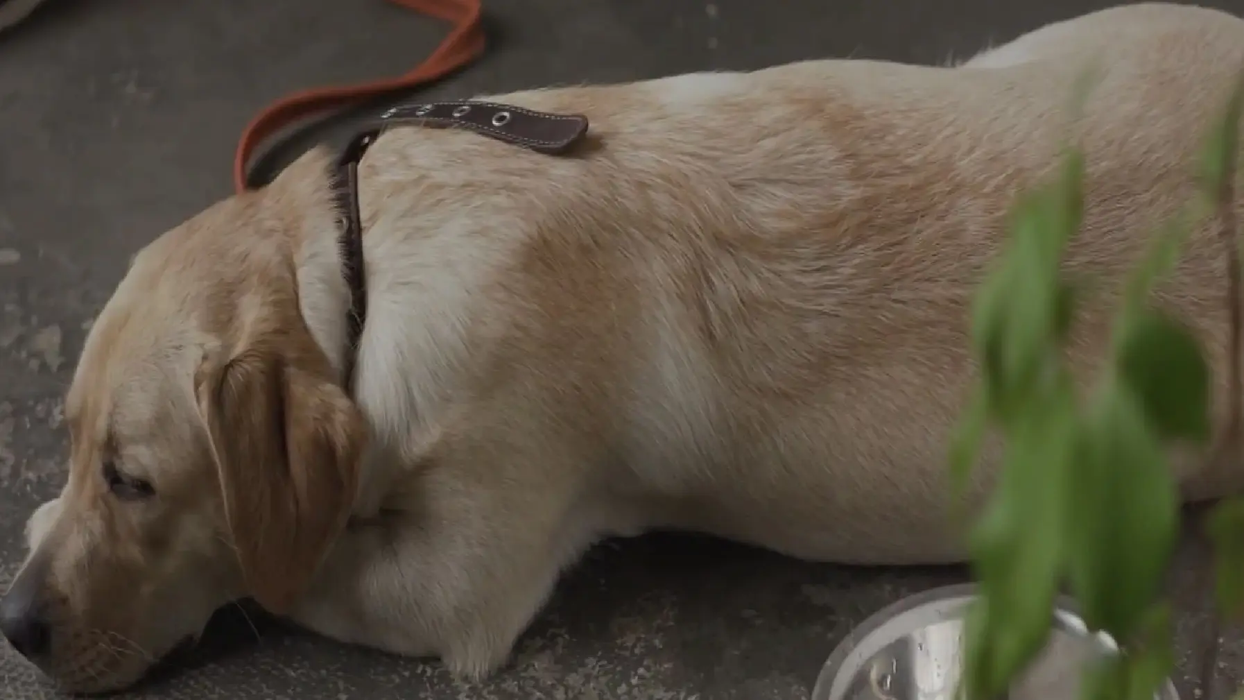 Pas zlatni retriver-6994b20c26ee2.webp