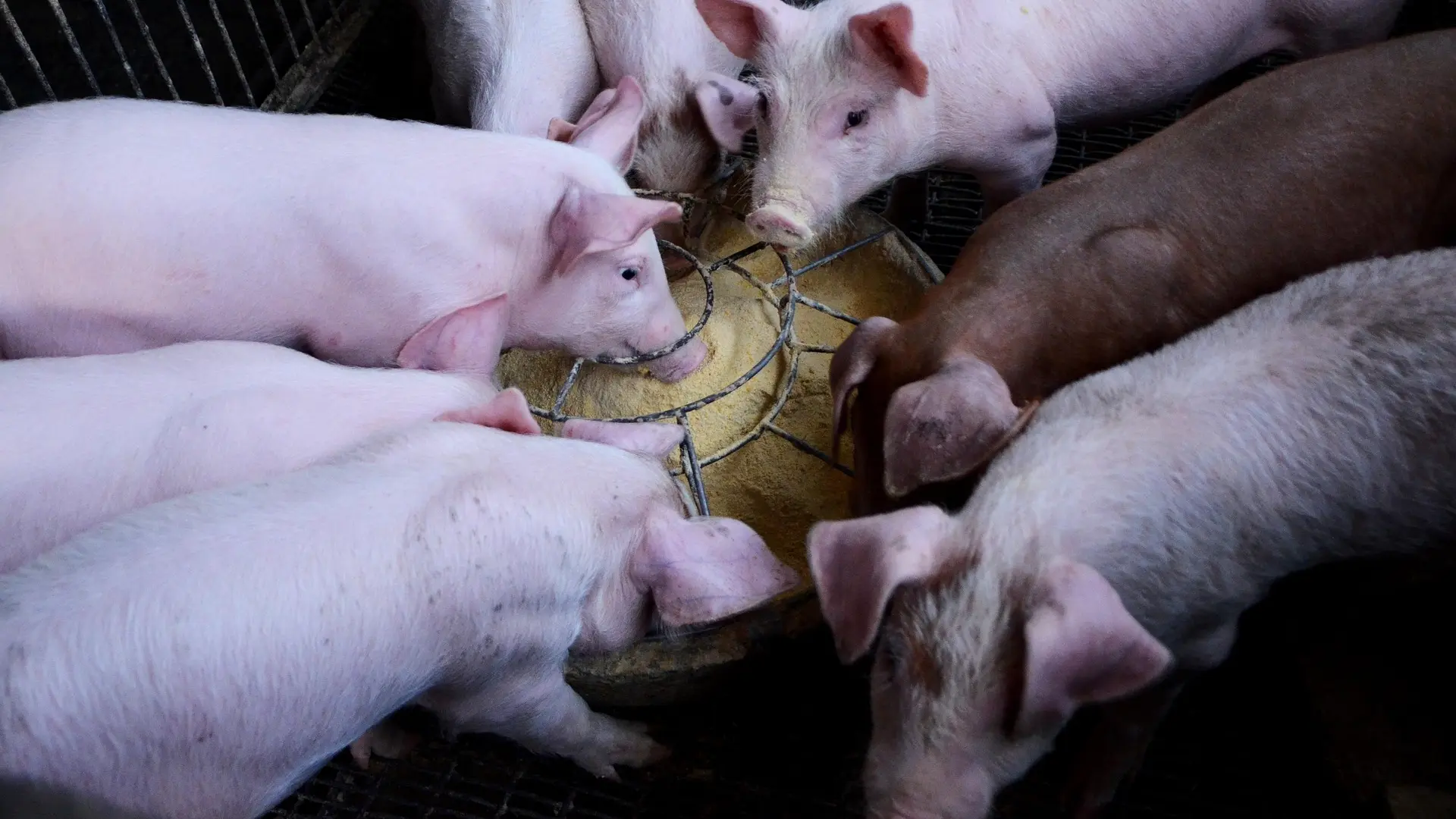 Prasad prasići-6999699592753.webp