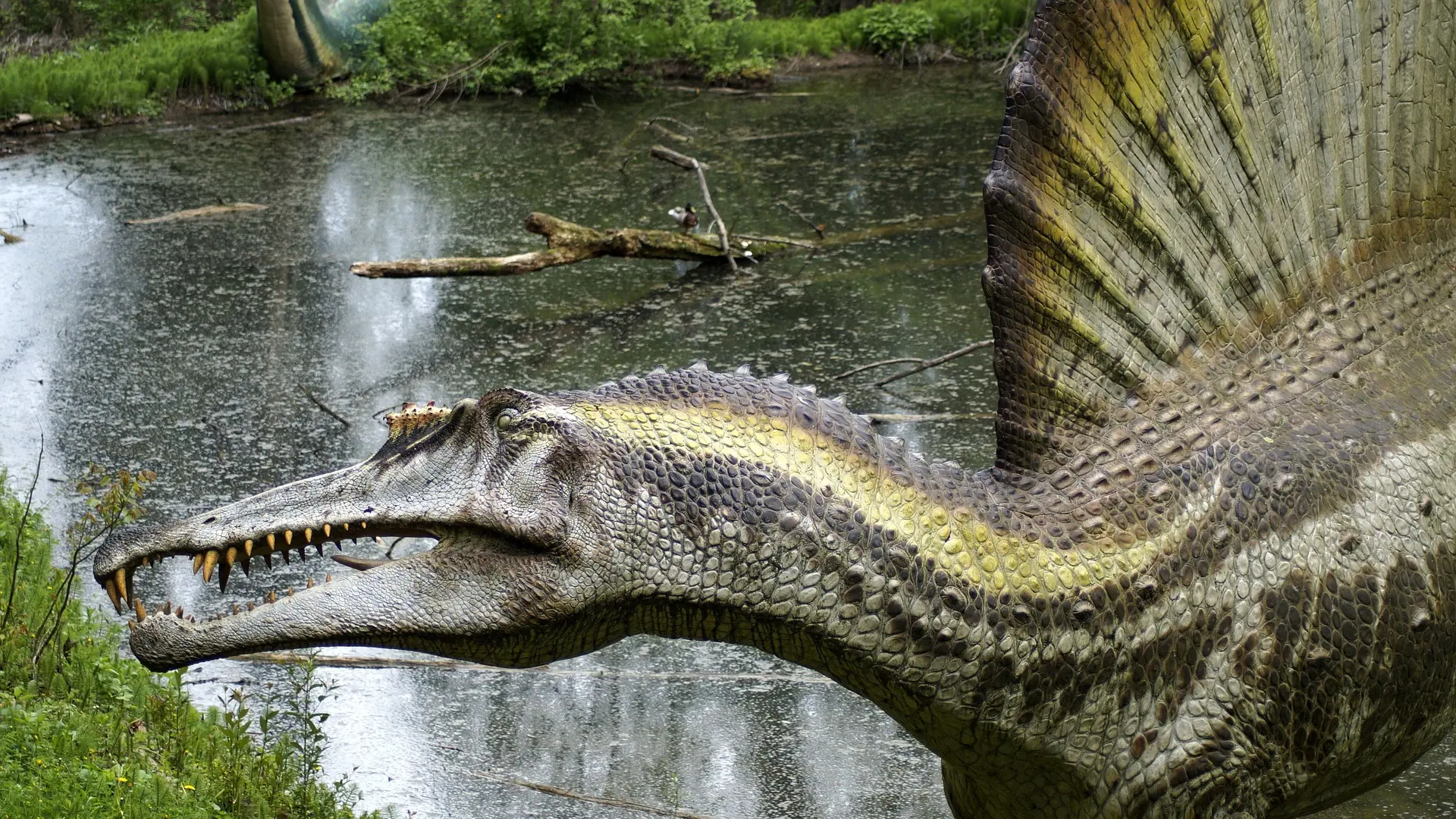 Spinosaurus mirabilis dinosaurus pixabay-6998502c59340.webp