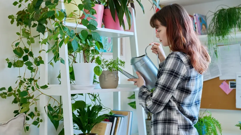 biljke, cveće, zalivanje sobnih biljaka-699db4694db90.webp