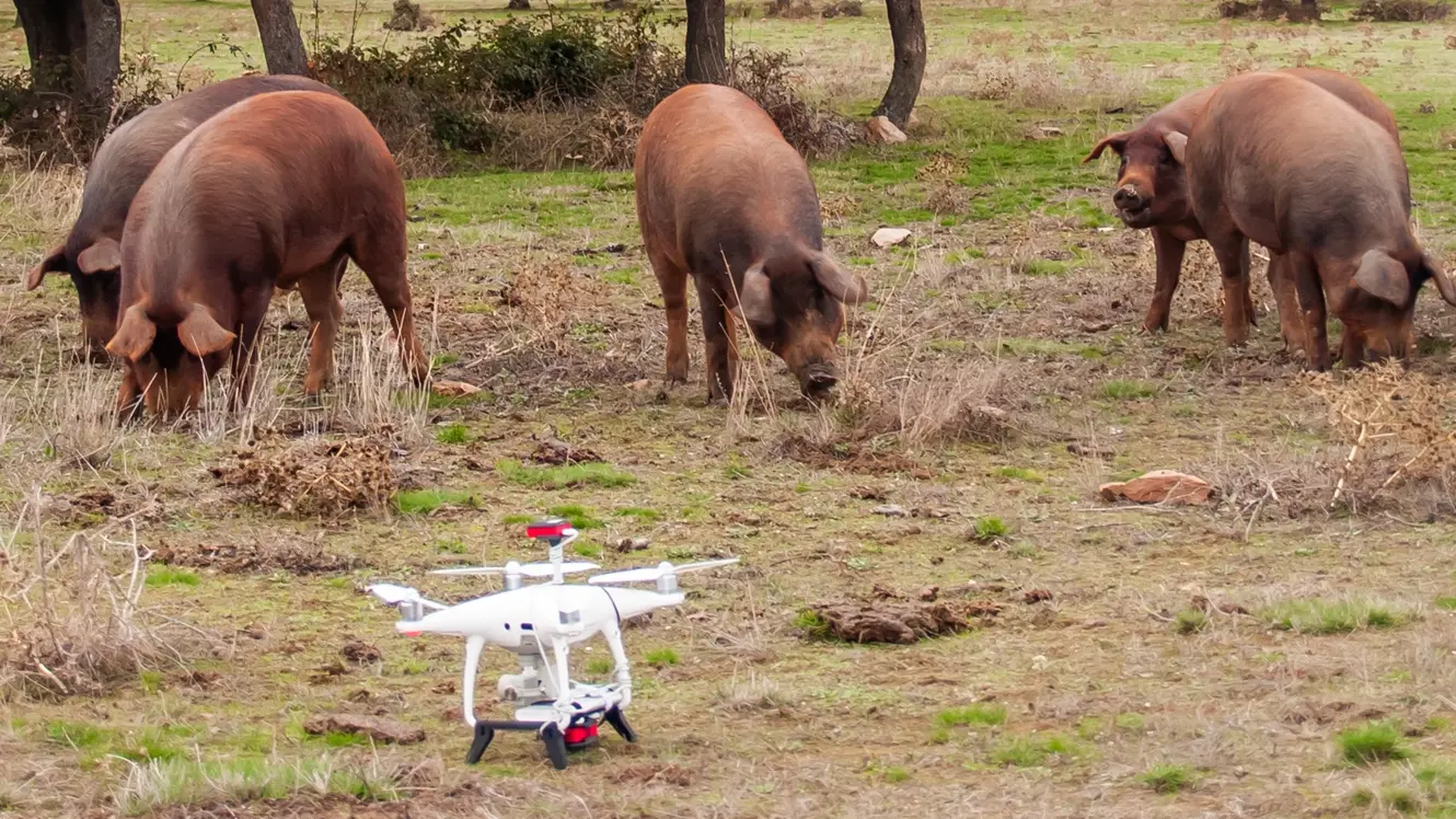 dron dronovi, svinja svinje prasići prasad - shutterstock_1263345847-69864c083a9e9.webp