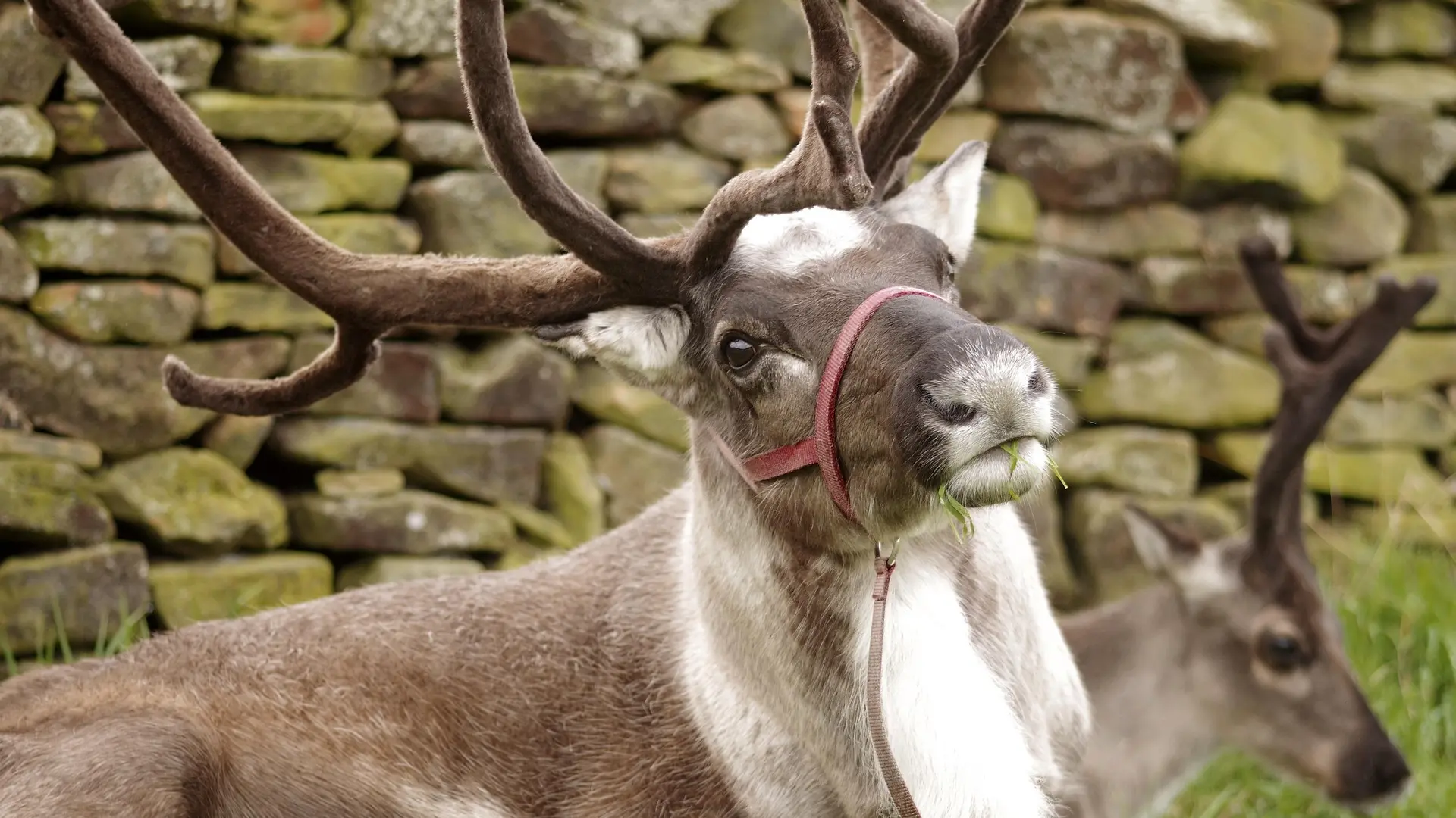 irvasi irvas pixabay 2-69a082e48b291.webp