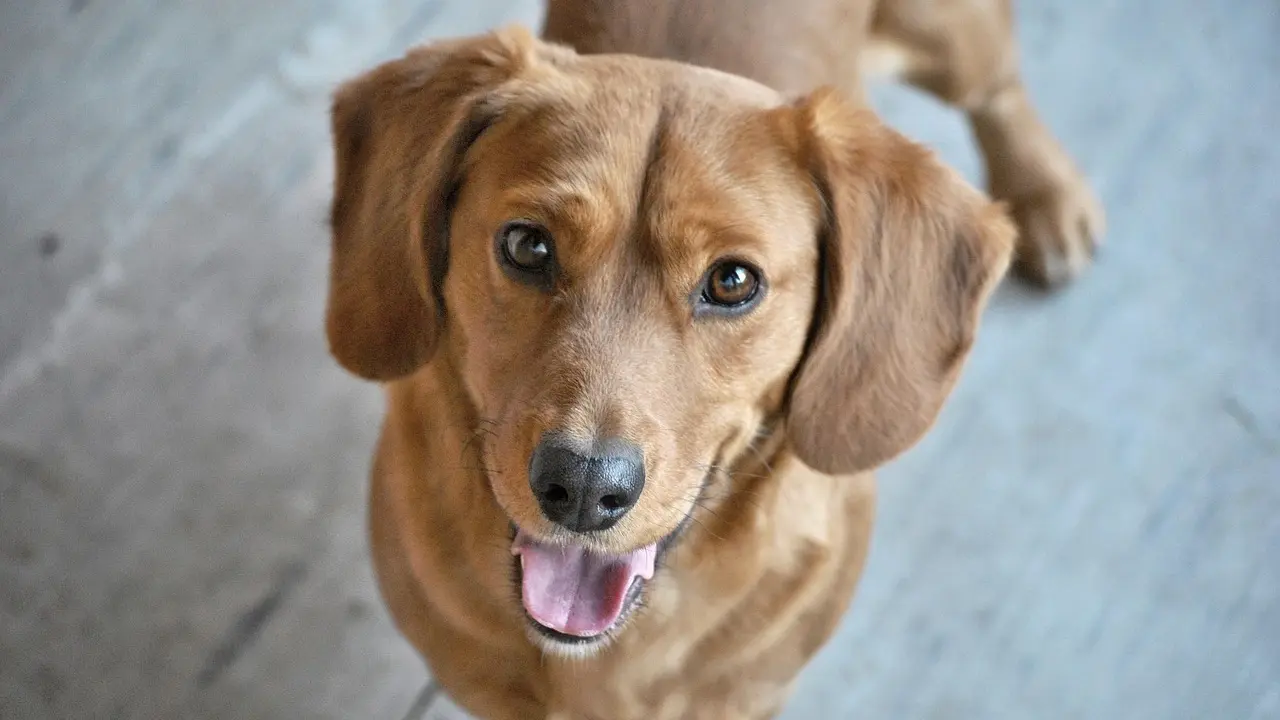 pas, ljubimac, životinje-6998747aeb03b.webp