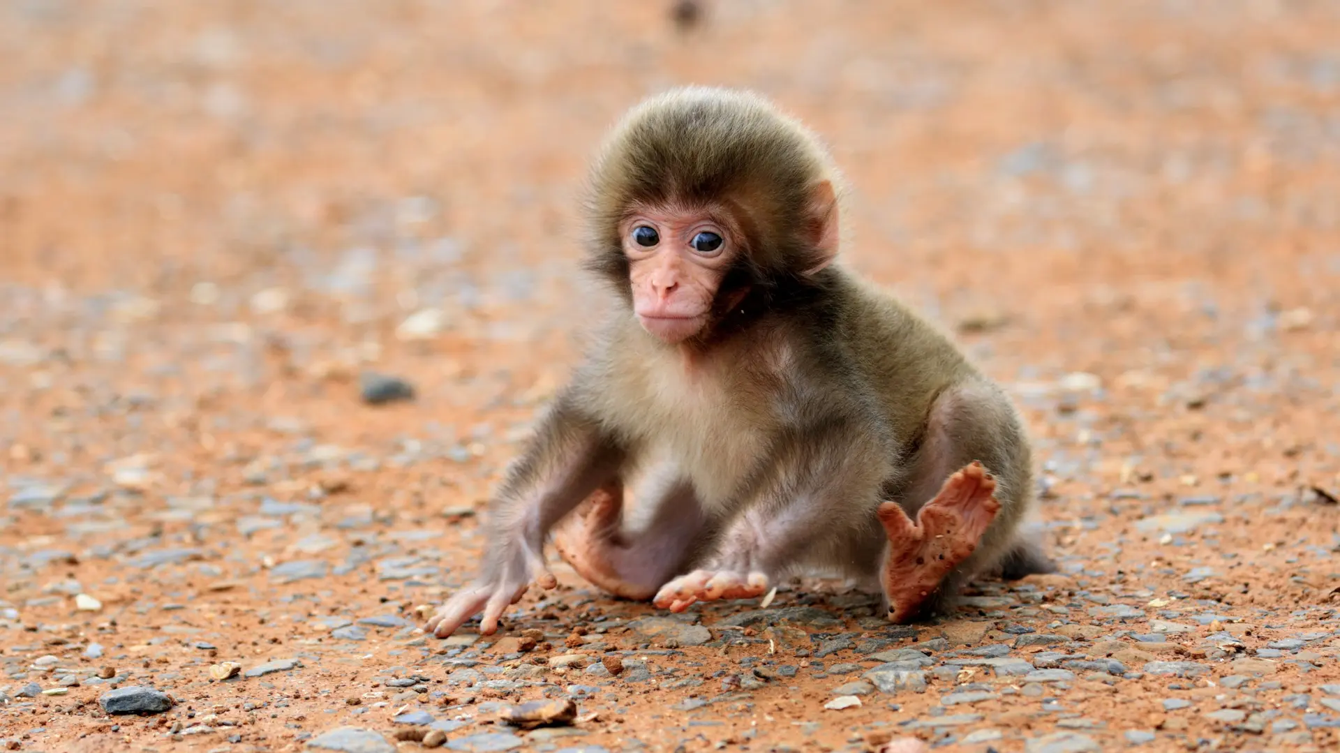 profimedia-0542439803 Japanski makaki  beba majmuna majmunče majmun mali mladunče-6995d61bdf20d.webp