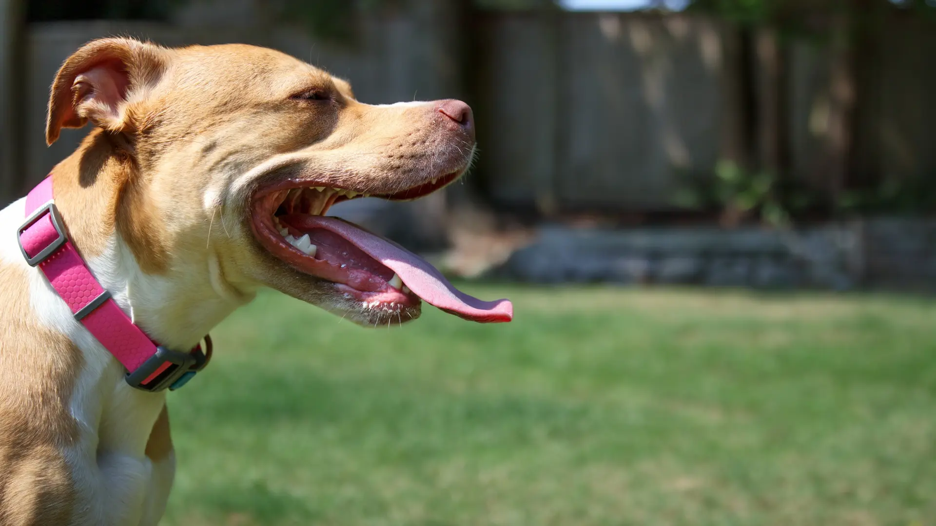 shutterstock, pas, pitbul-69a1fdadcaf18.webp