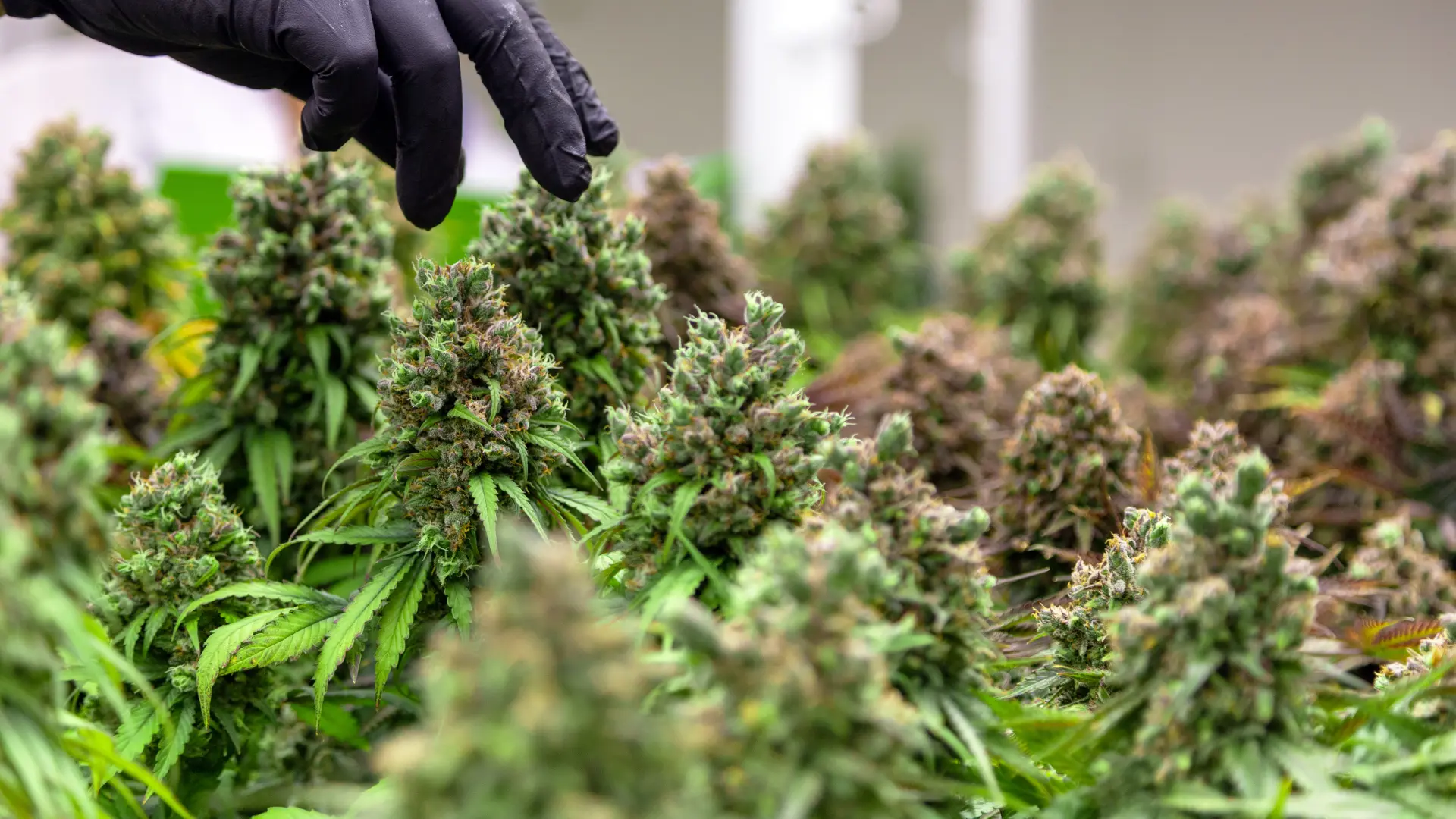 shutterstock_1958572759 kanabis marihuana-69a322ebba0fa.webp