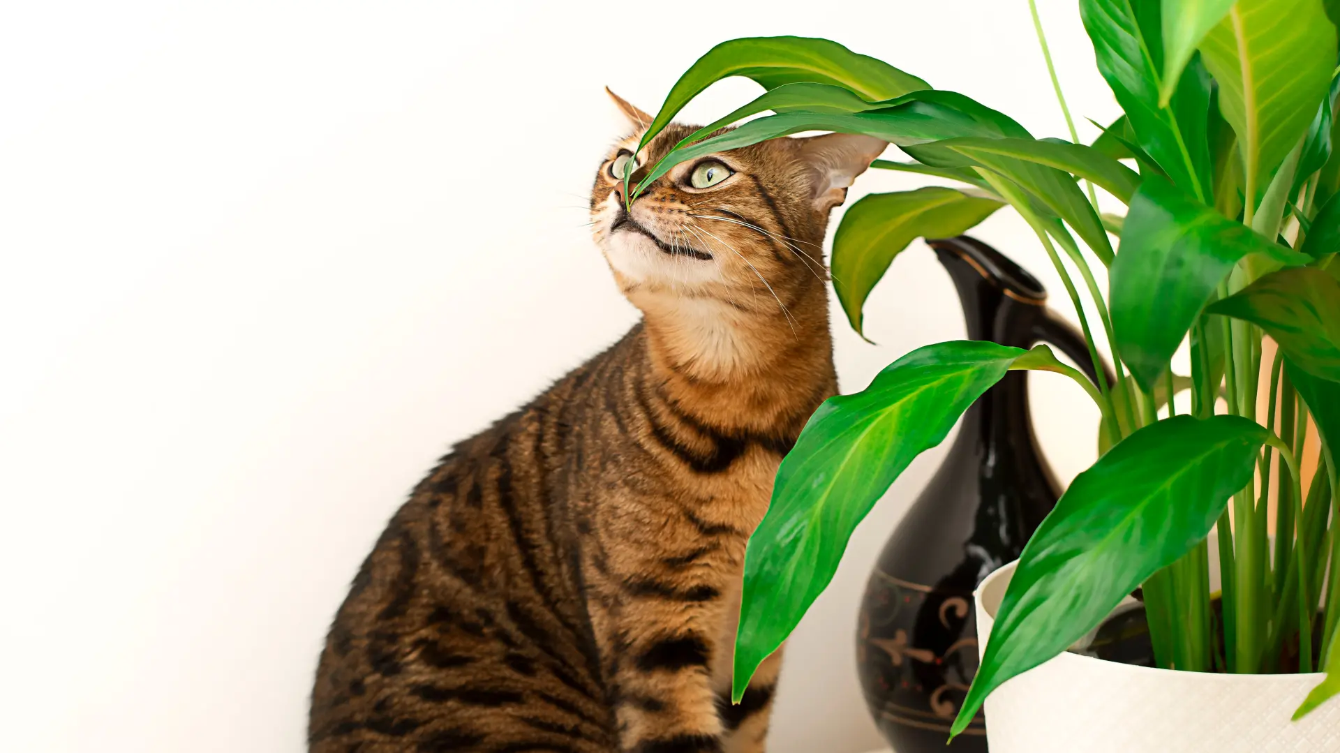 shutterstock_2151843761 mačka mačke cveće plant biljka biljke dom kućni ljubimac ljubimci-6985fbd6de5db.webp