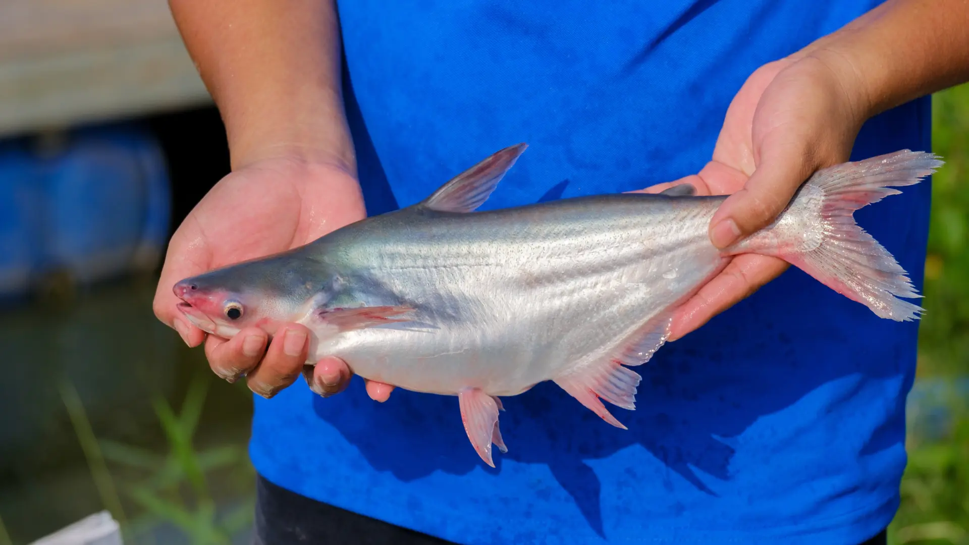 shutterstock_2230977247 pangasius  riba puna toksina-6981e8ab60062.webp
