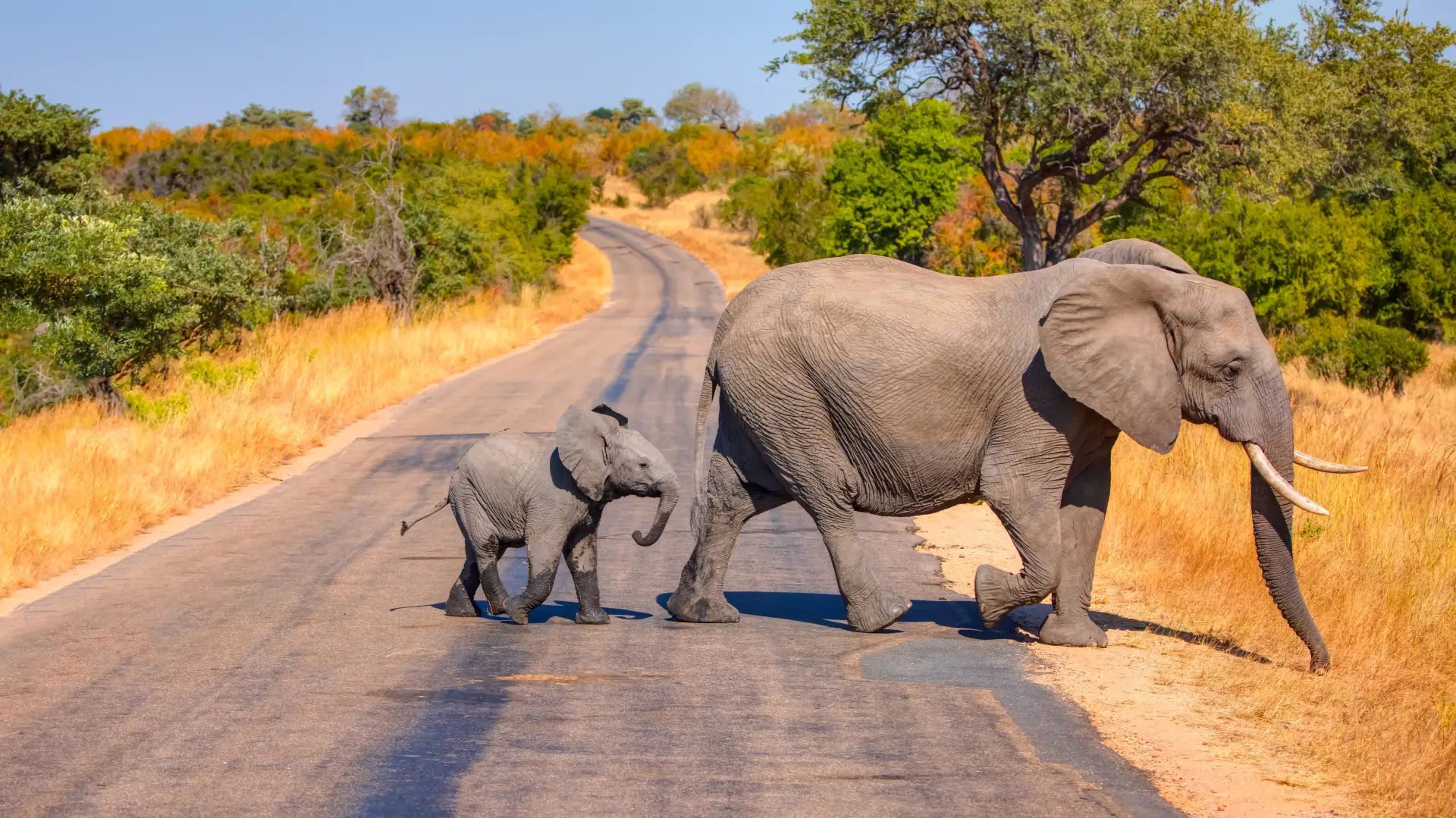 shutterstock_2645415337 slon mladunče afrika safari životinje-6981b84ed0716.webp