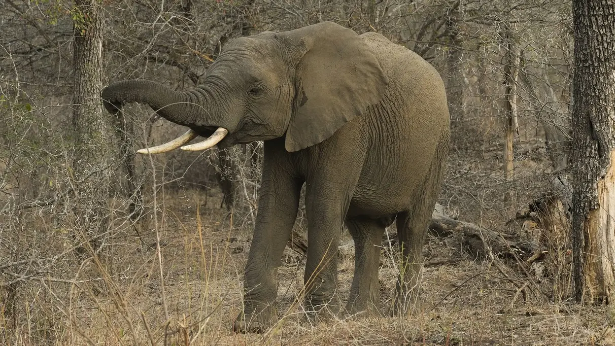 slon, nacionalni park kruger, južna afrika, 15 avg 2025 - profimedia-1030429653-6980c72f47acf.webp