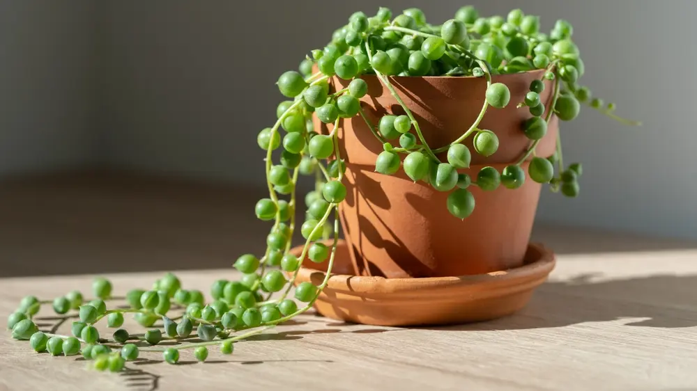 sobna biljka, cveće, biljka brojanica-698e00ffea10b.webp