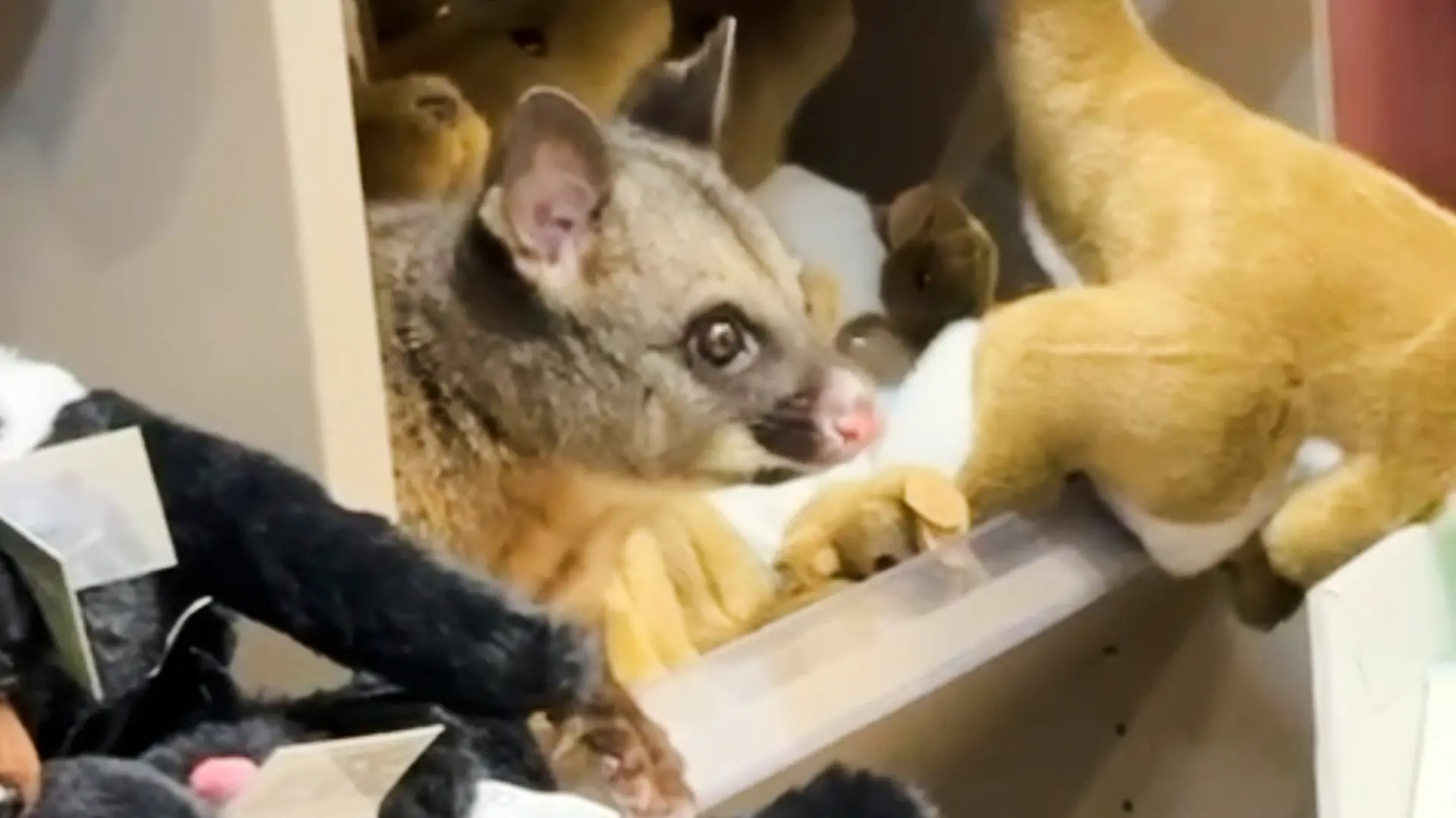 Melissa Oddie via AP životinja na aerodromu-69bbdc05180af.webp