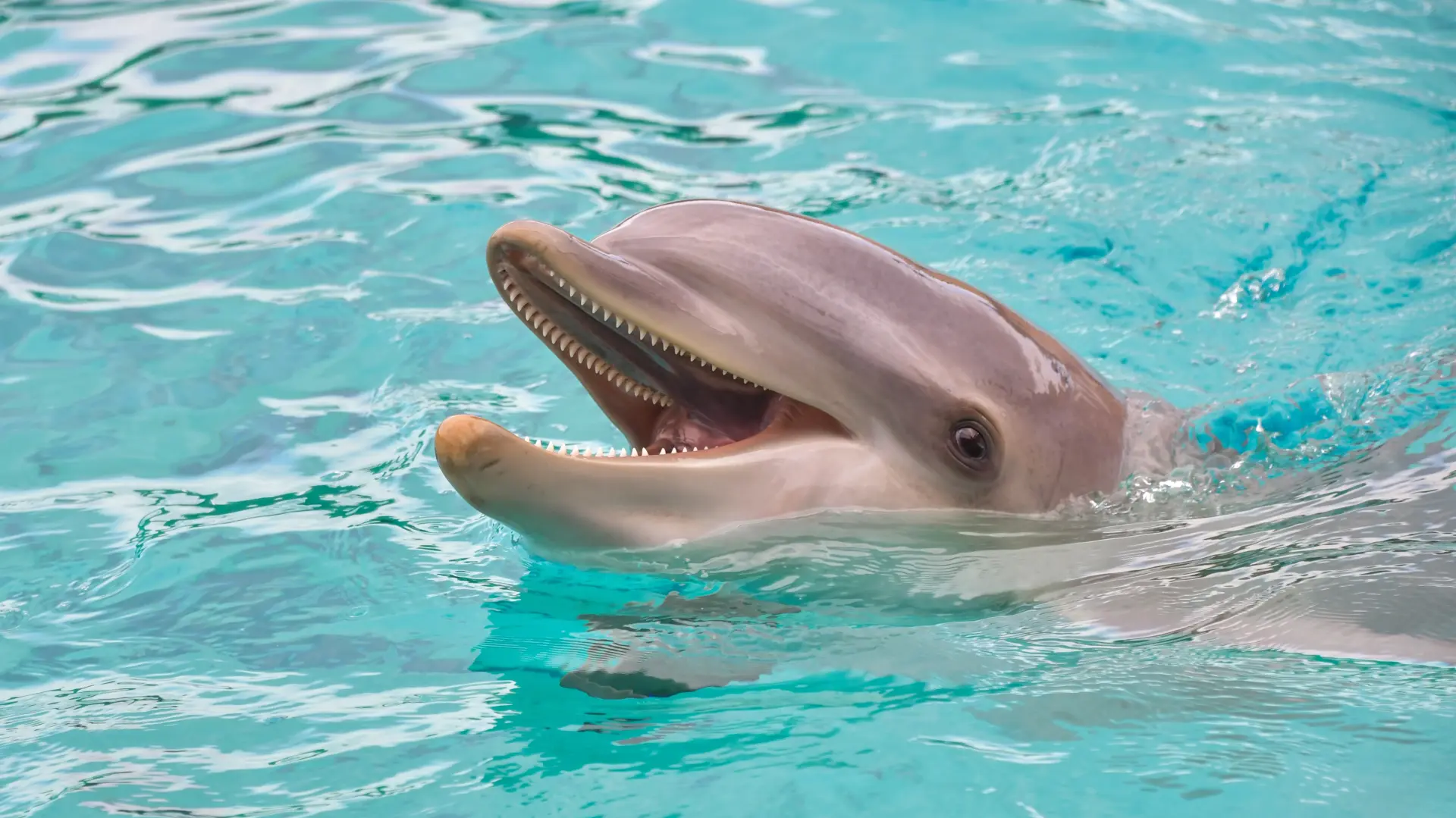 delfin delfini pixabay 2-69c283c02937b.webp