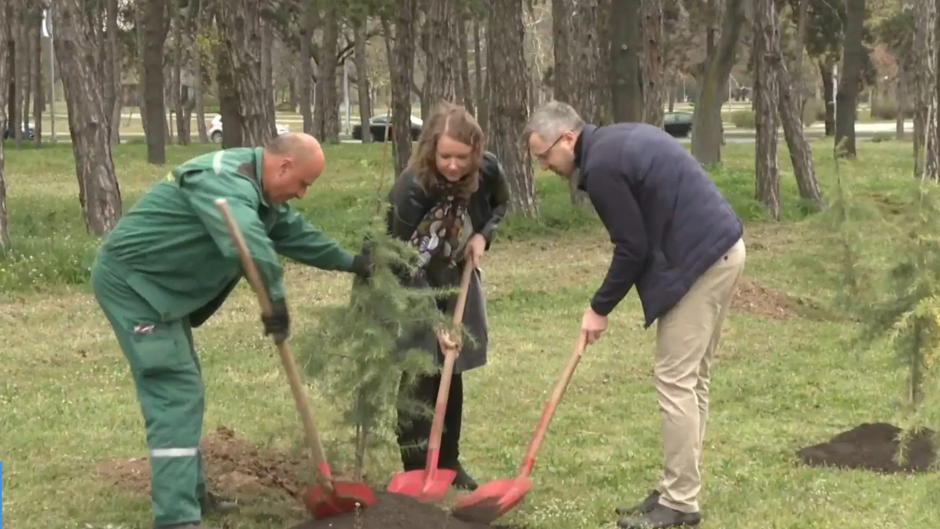 sadnja kedrova-69c5775b30628.webp