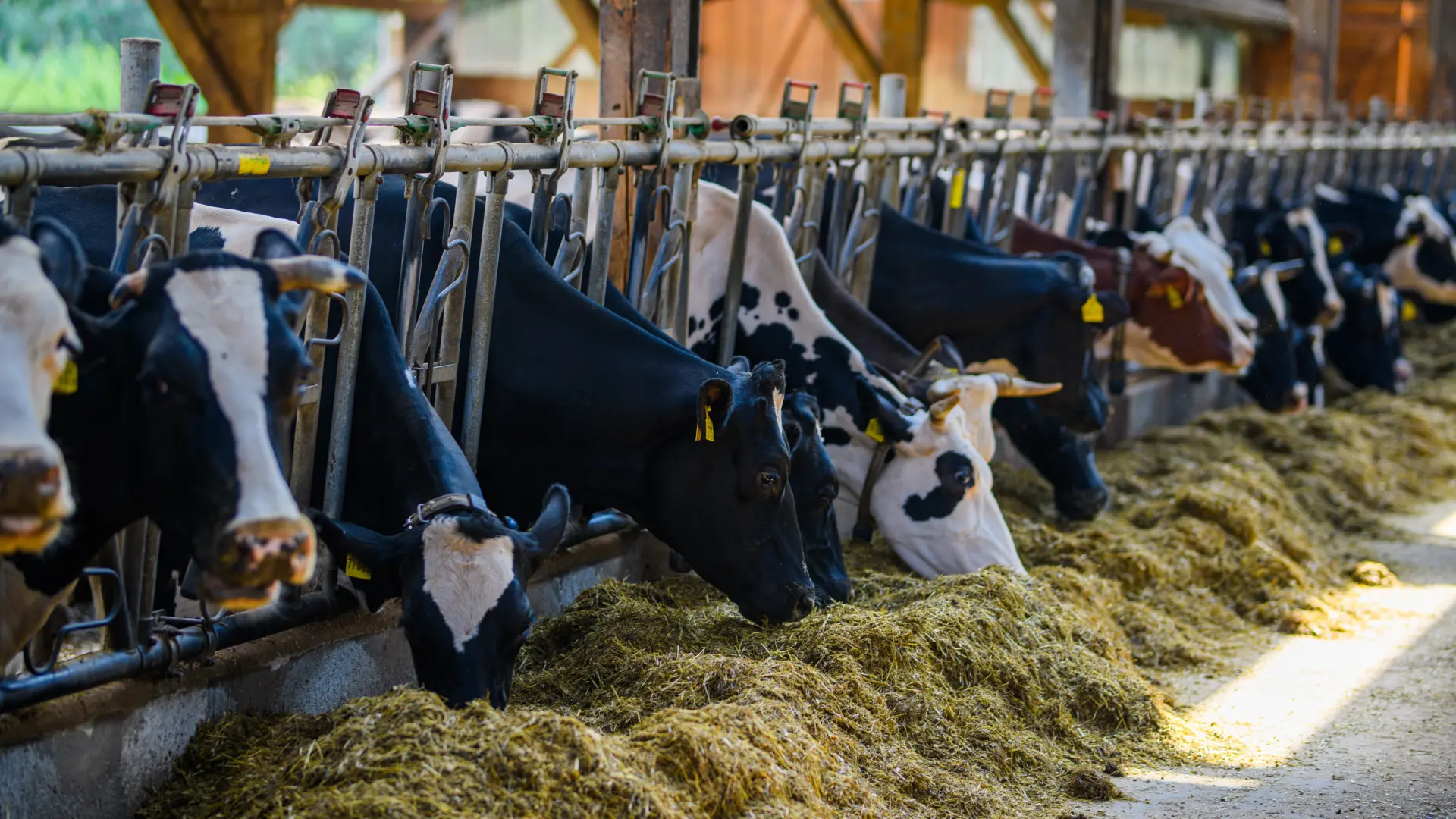 shutterstock, krave, stoka-69bd0bc627a8c.webp