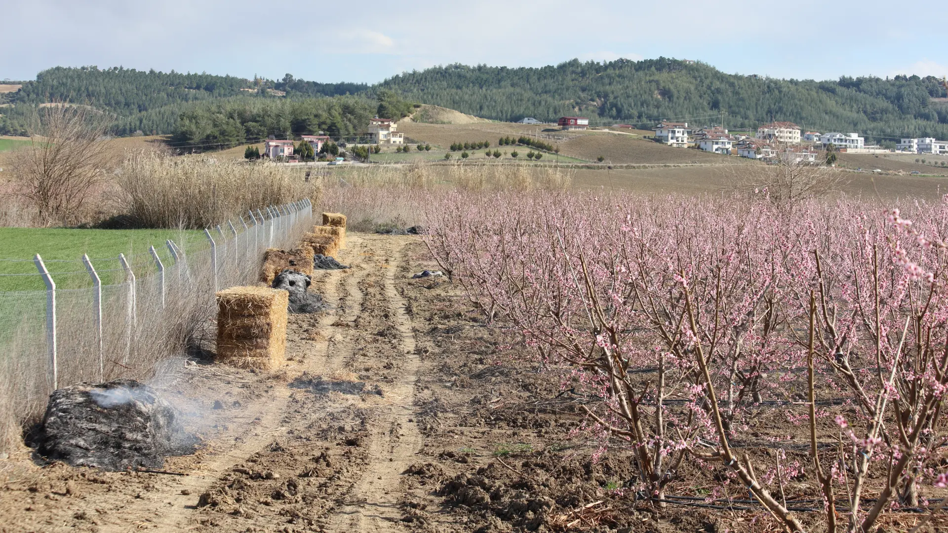 shutterstock, voćnjak, voće,cvetanje-69cbafe48e14d.webp