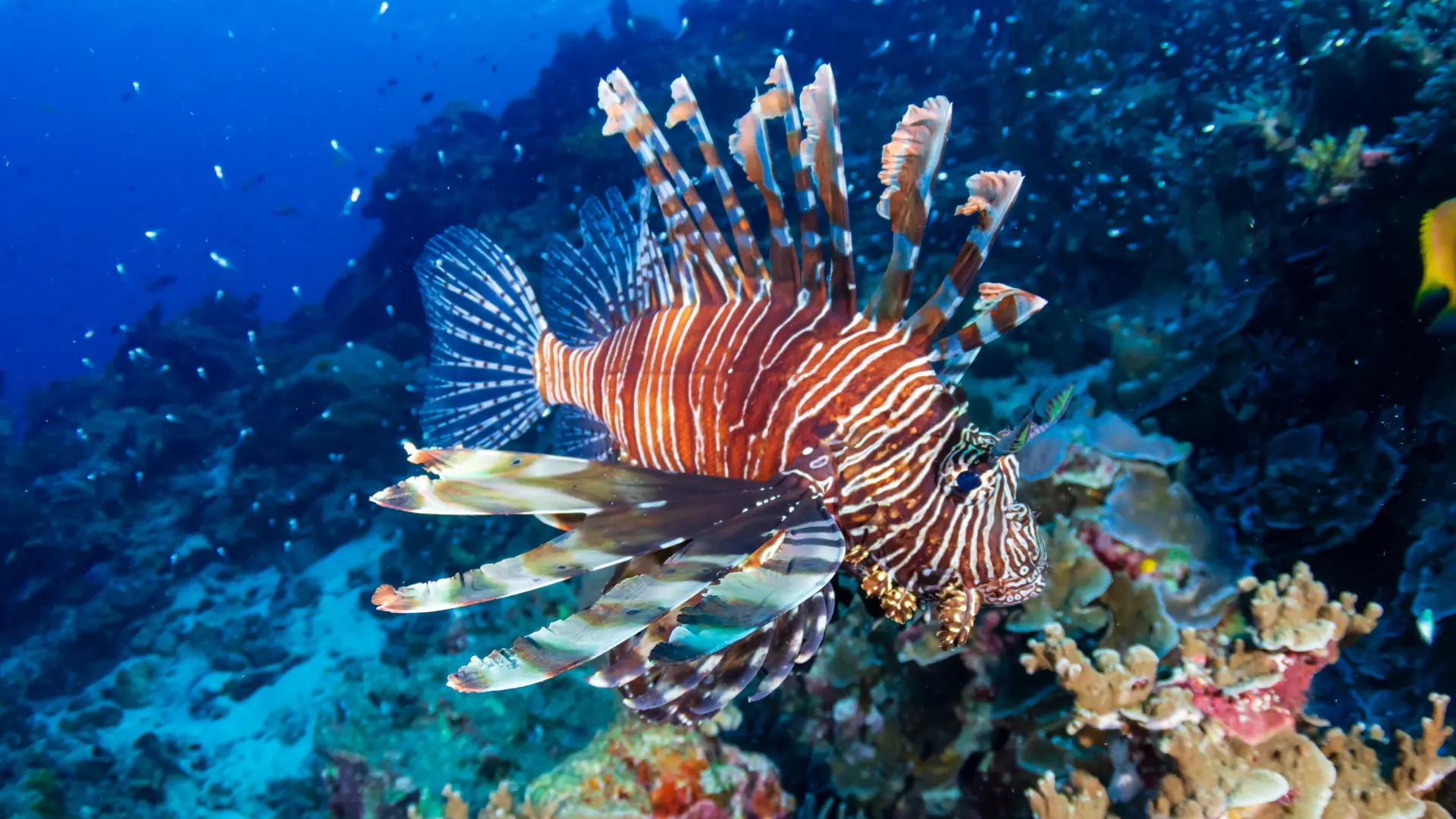 shutterstock_1357418108 riba paun more ribe morski život korali-69a7f45cddcaa.webp
