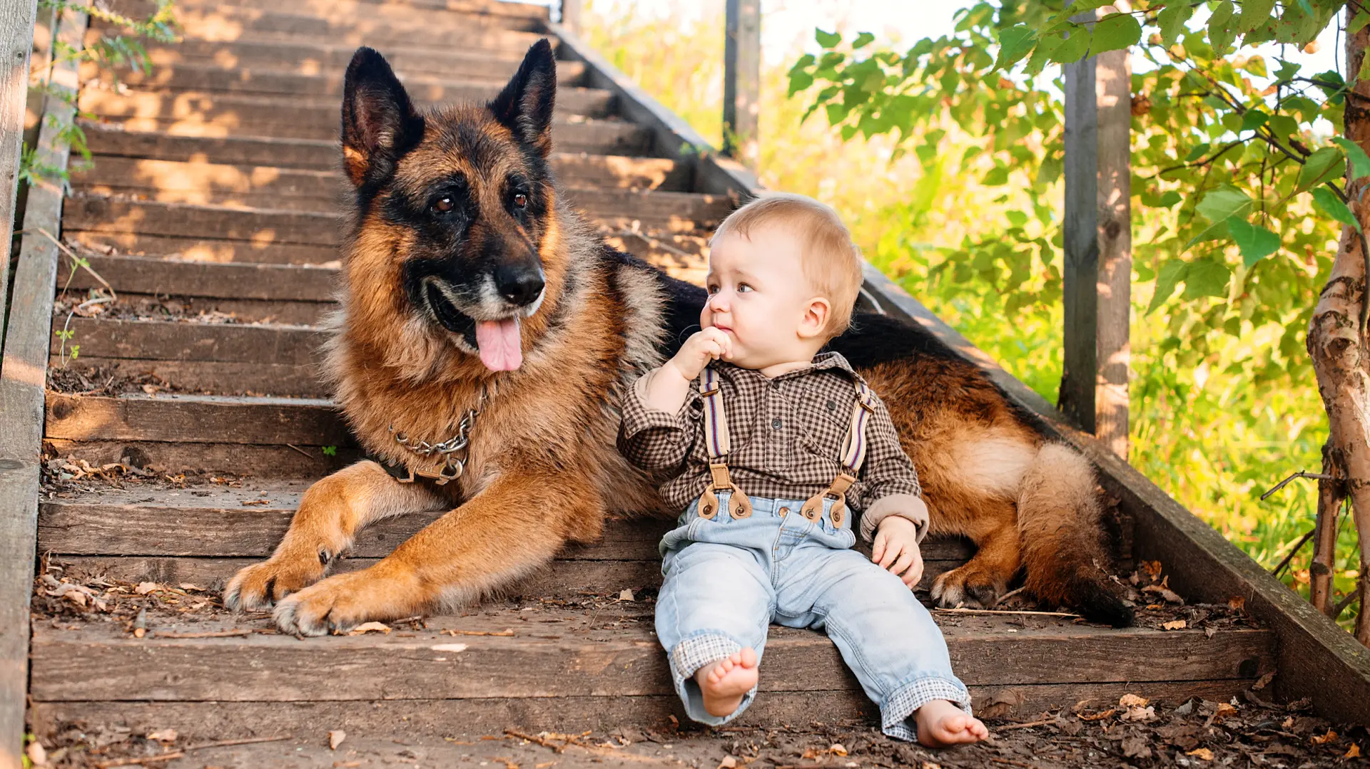 shutterstock_1754651867 nemački ovčar vučjak beba pas psi dete i pas ljubimac dečak  pametan pas-69ca4636d7a01.webp