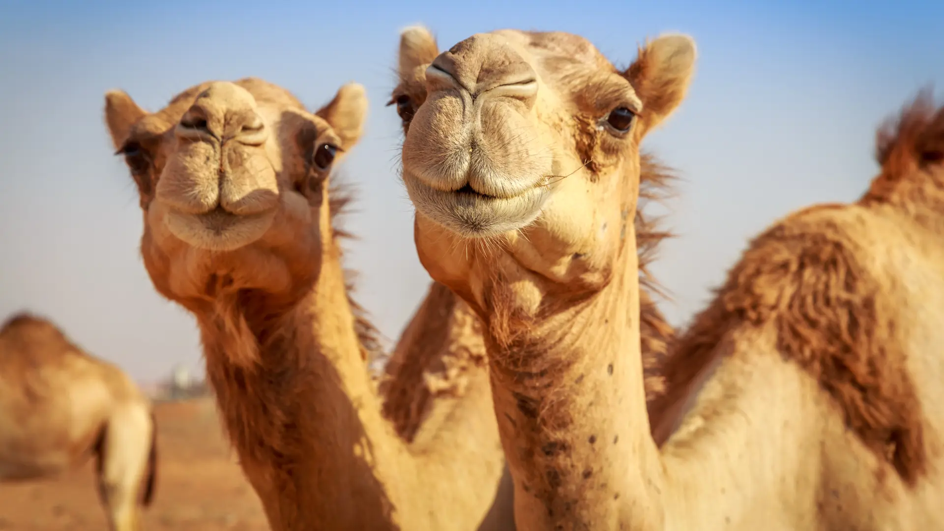 shutterstock_193318646 kamile kamila-69a6c2f8064aa.webp