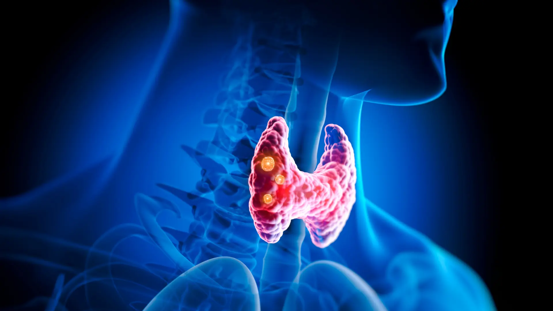 shutterstock_2174668555 štitna štitasta žlezda-69bbf0b5c1bb5.webp