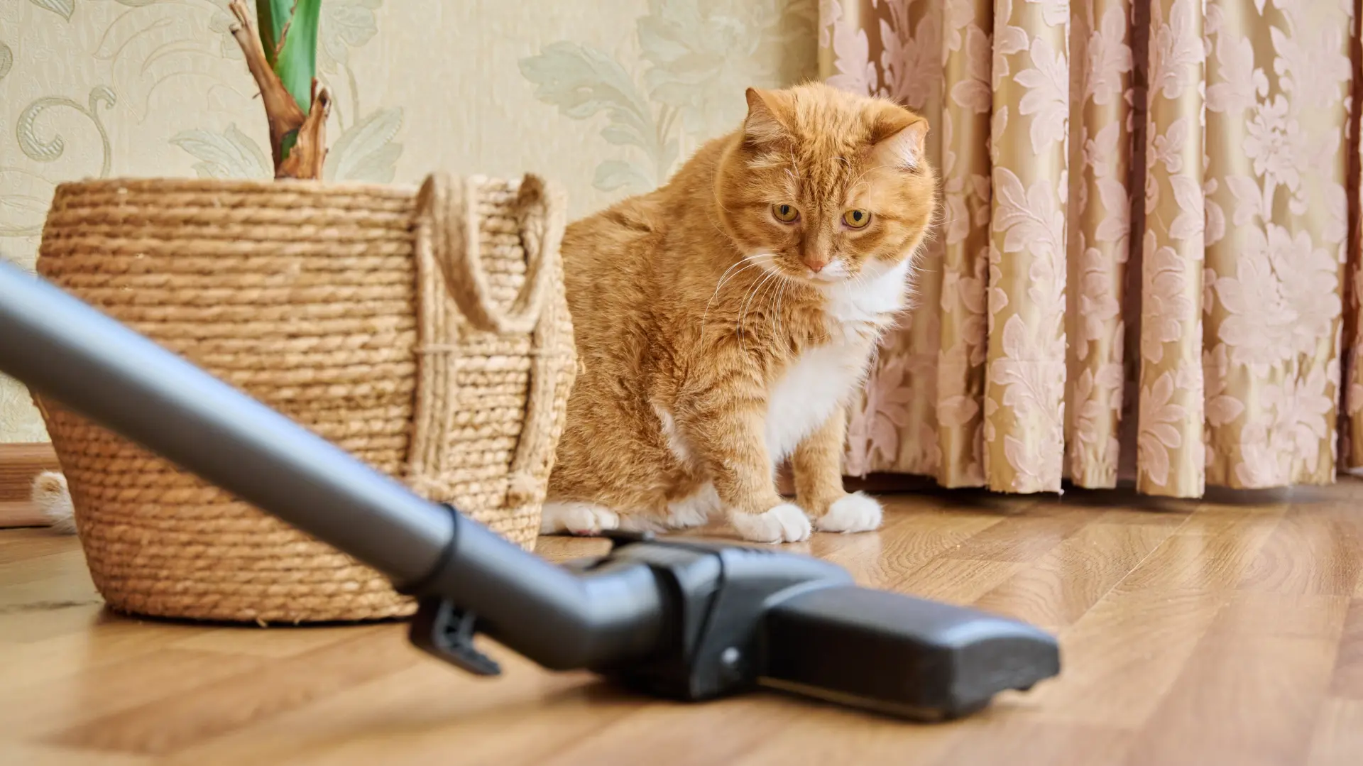 shutterstock_2218812553 mačka usisivač mačke-69a95748d44ff.webp