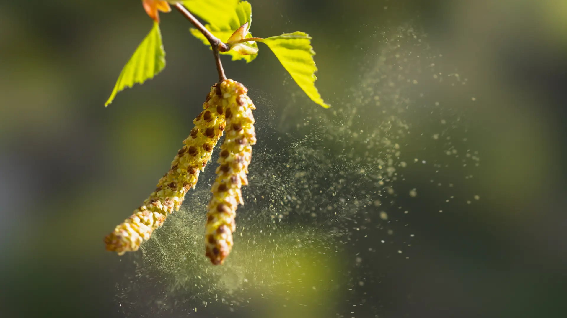 shutterstock_2291233487 breza alergija polen proleće-69a977b0af8c8.webp