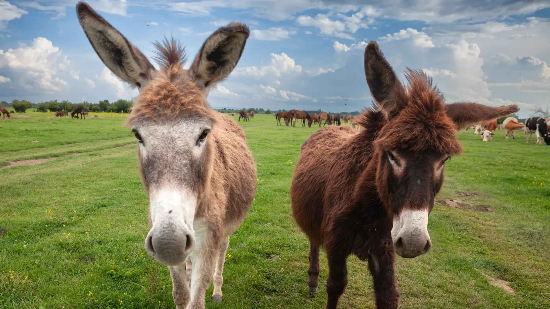 shutterstock_2344516395 magarac zasavica magareći sir-69aff9184c8be.webp