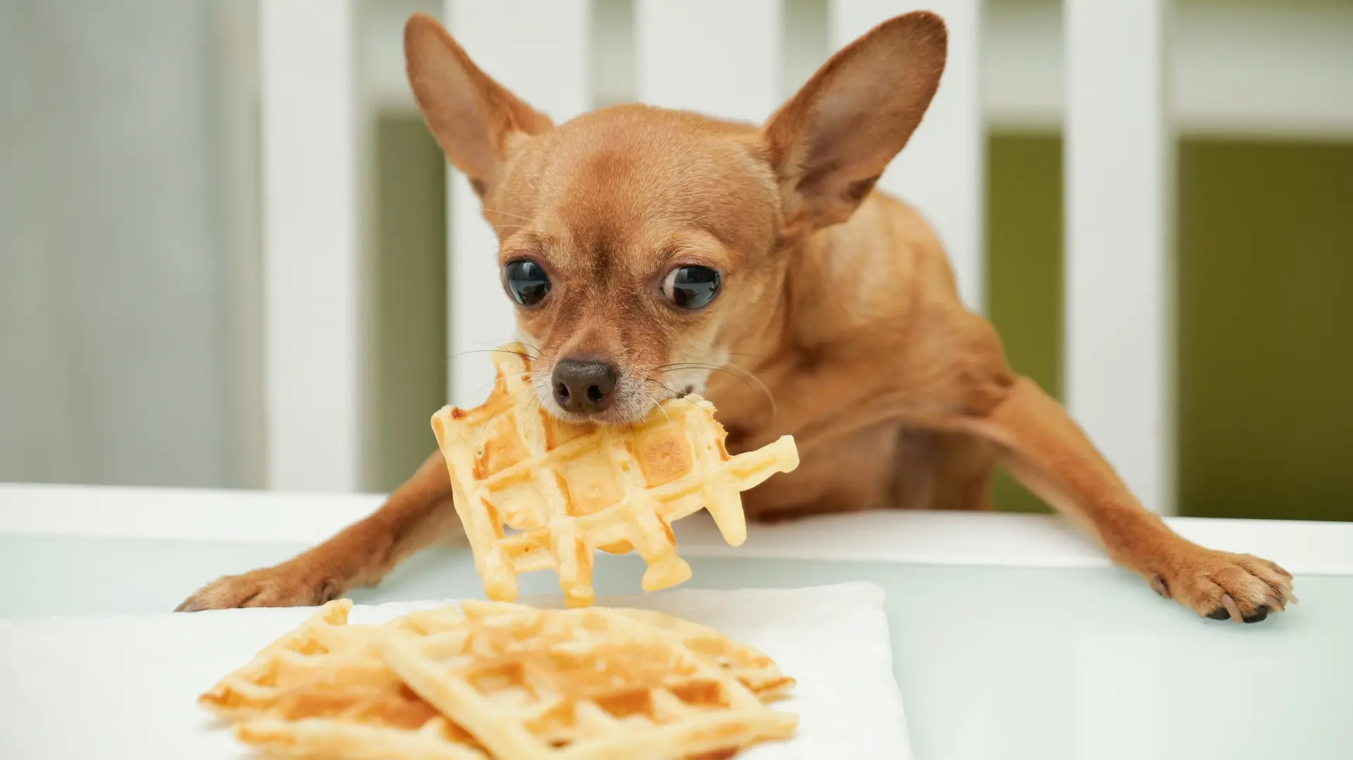 shutterstock_2372748471 čivava pas hrana psi ljubimac galete vafli bakin kolač-69b52fbca9464.webp