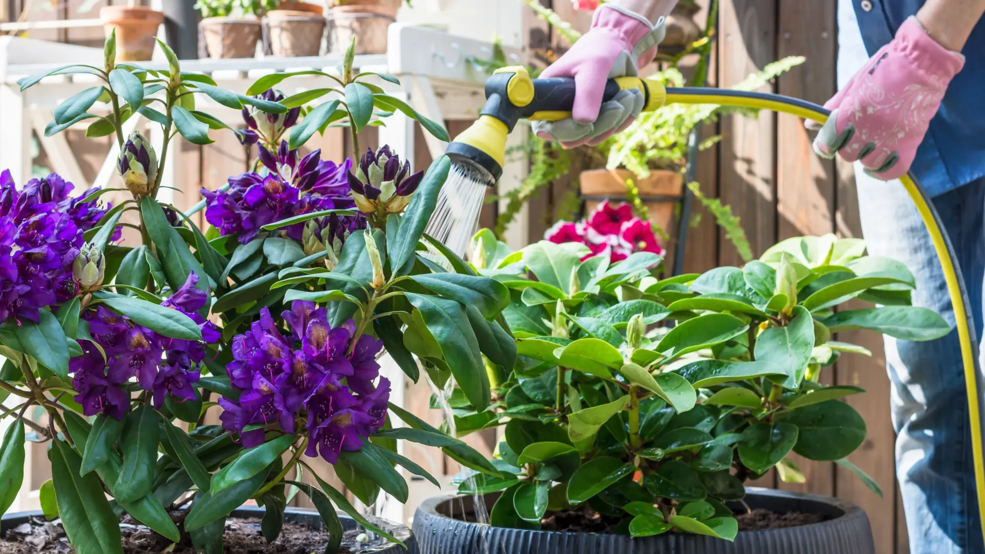 shutterstock_2425361049 cveće otrovne biljke bašta  zalivanje-69c91278cd4fd.webp