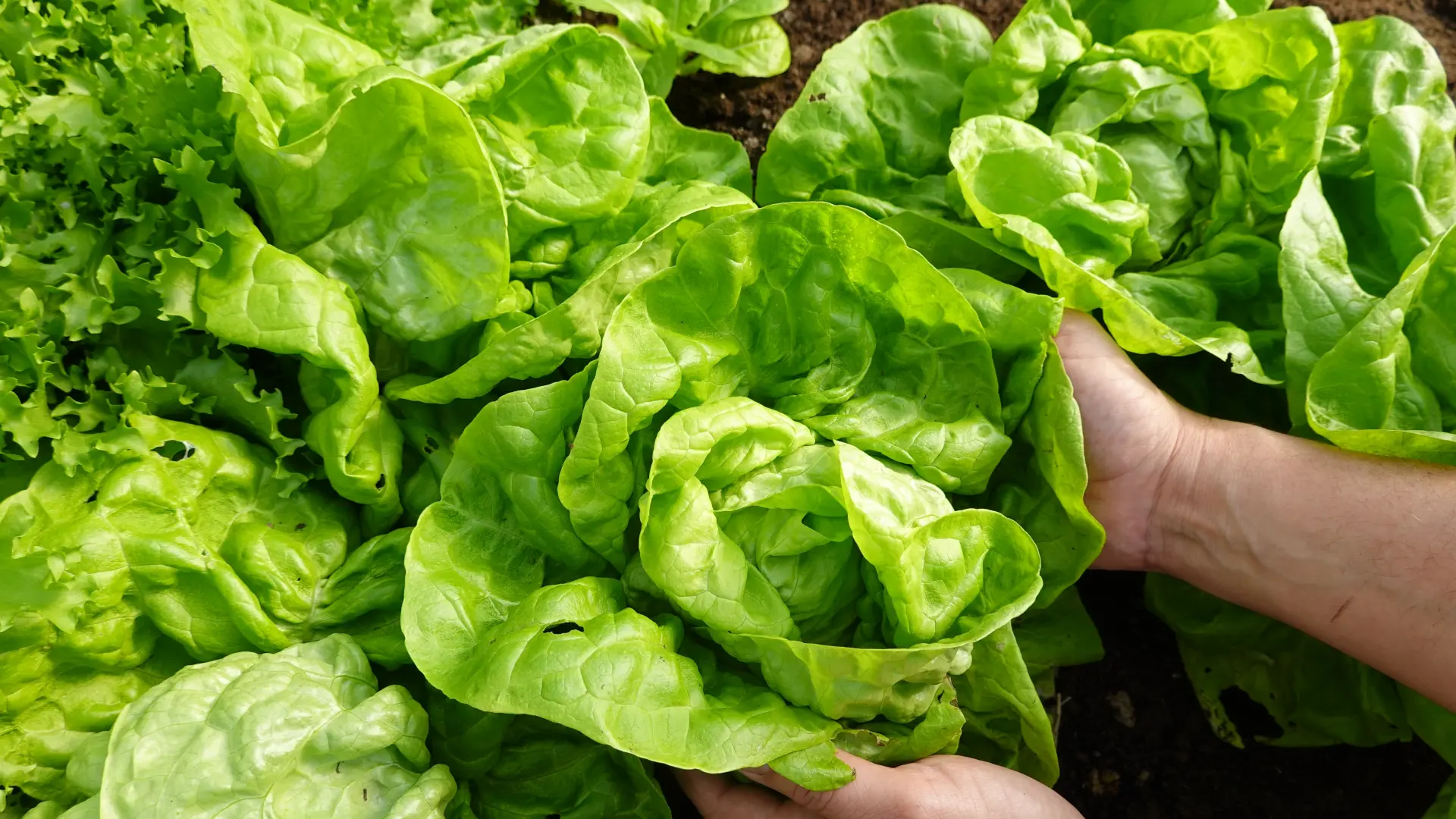 shutterstock_2443736613 bašta povrće zelena salata-69c1a6a055d62.webp