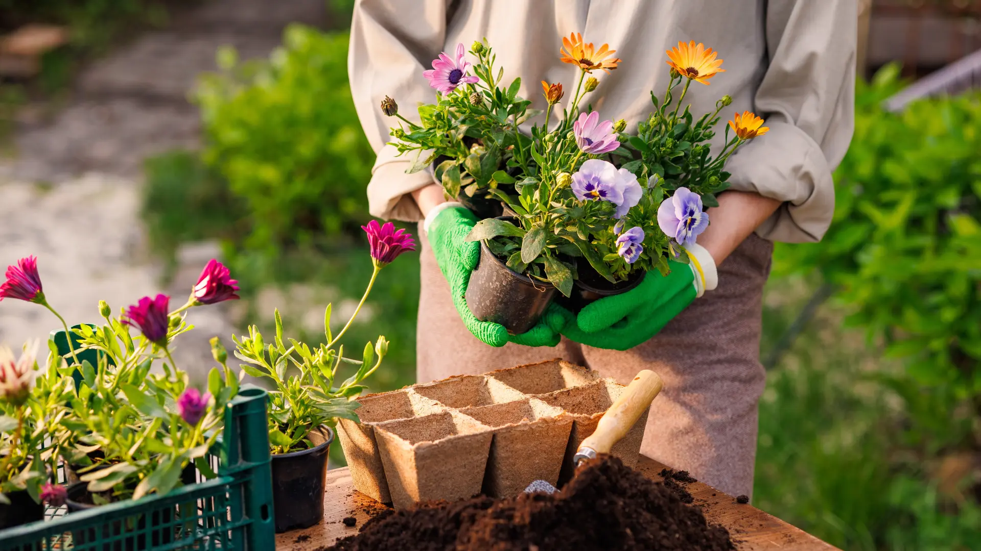 shutterstock_2459869403 bašta cveće petunije baštovan zelenilo proleće biljke mart april cveće bašta-69bd46ae93edf.webp