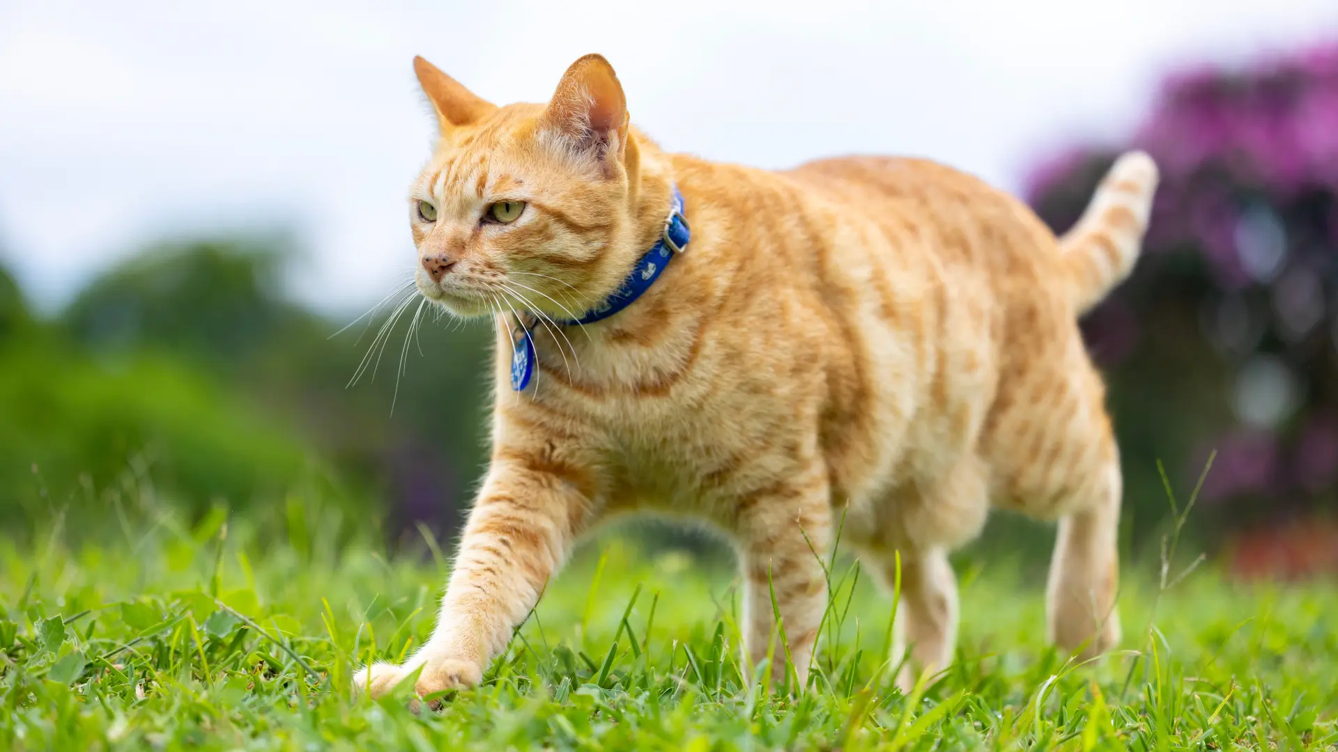 shutterstock_2504561799 mačke mačka žuta mačor mačka u prirodi ljubimac  trava proleće-69ba937daa226.webp