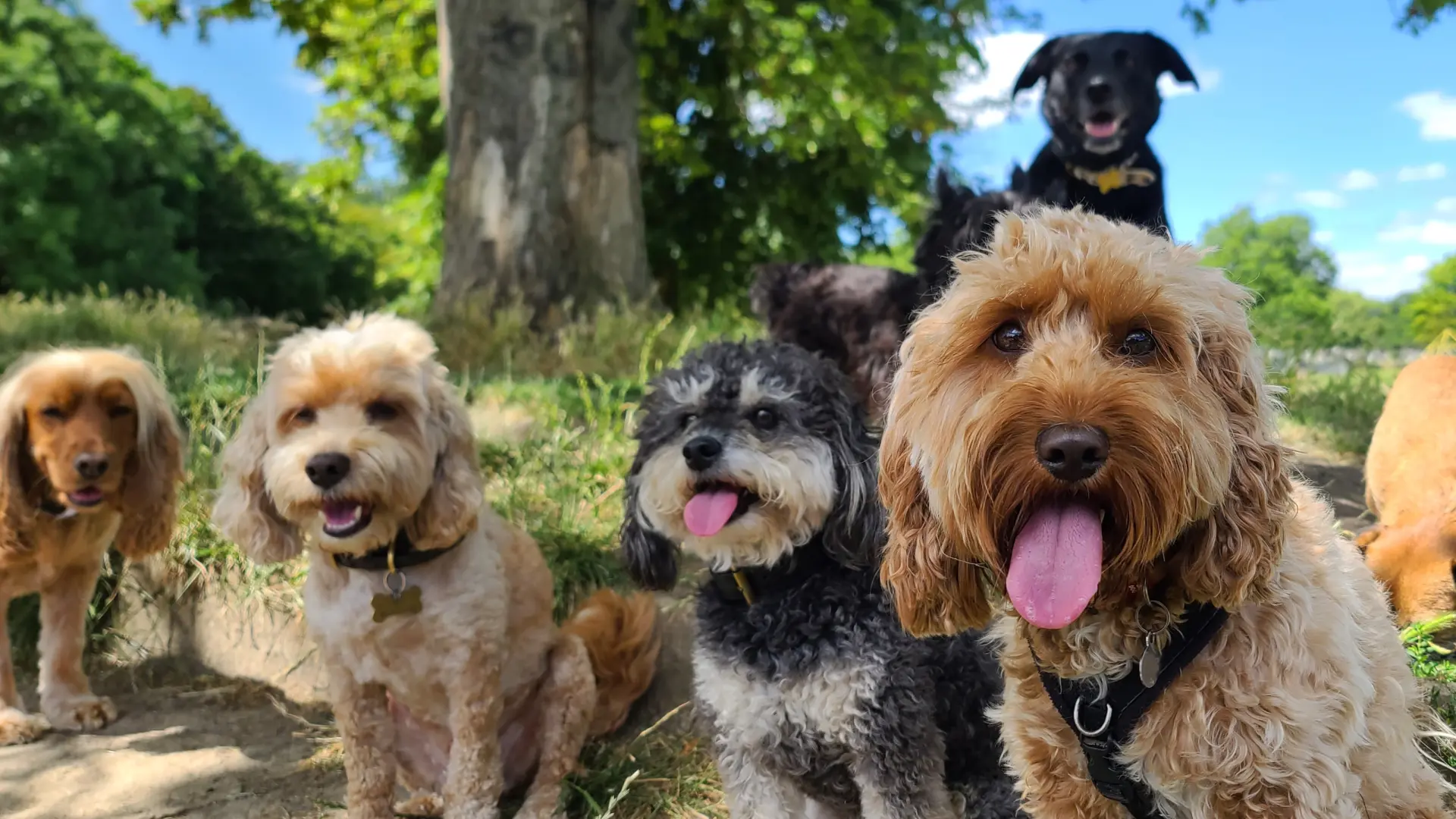 shutterstock_2514263623 pas psi kućni ljubimci  životinje srećni psi čopor pasa šetnja-69c286b016db2.webp