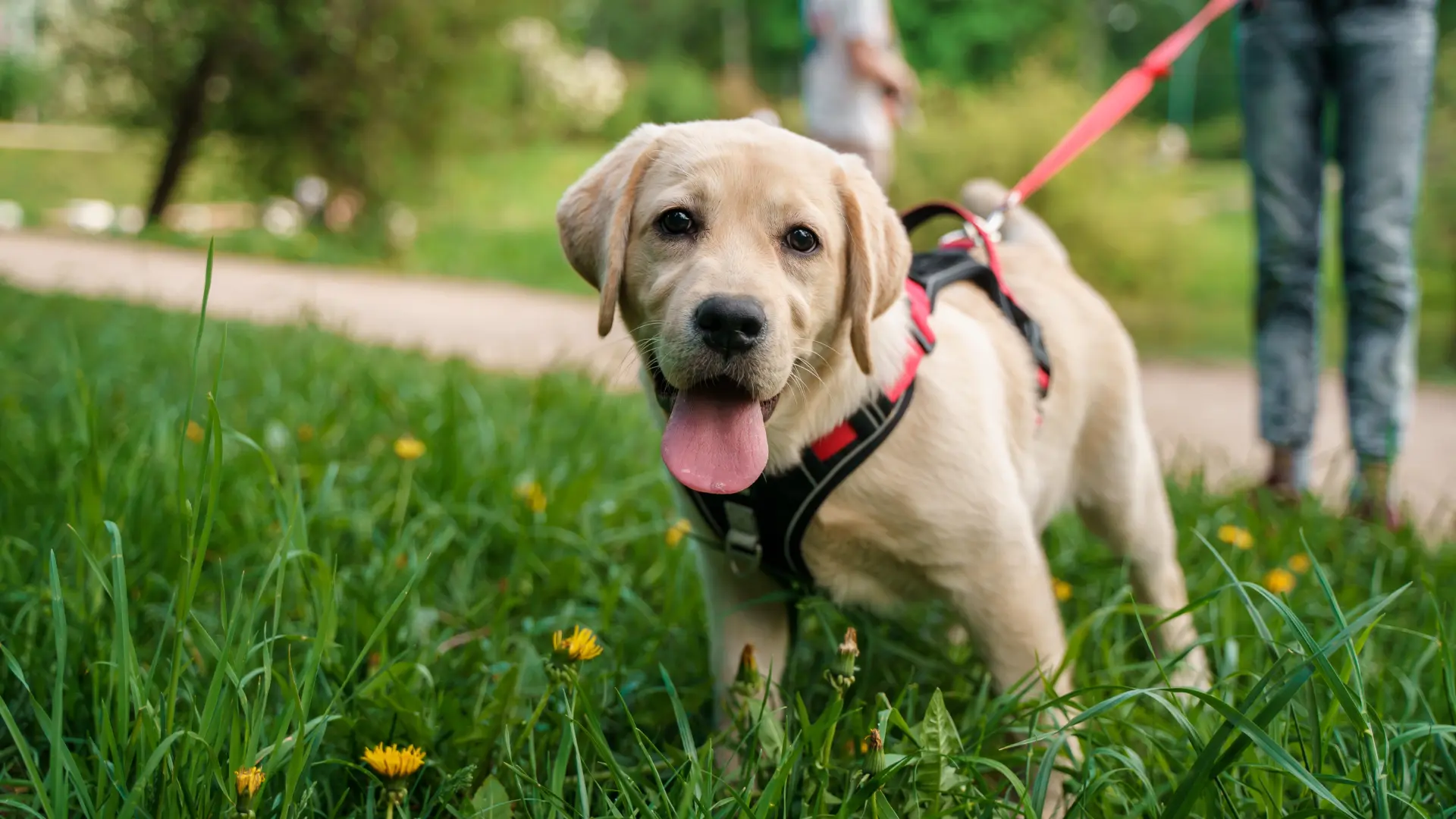 shutterstock_2516950557 pas šetnja psa park psi ljubimac-69be85cc7aa69.webp