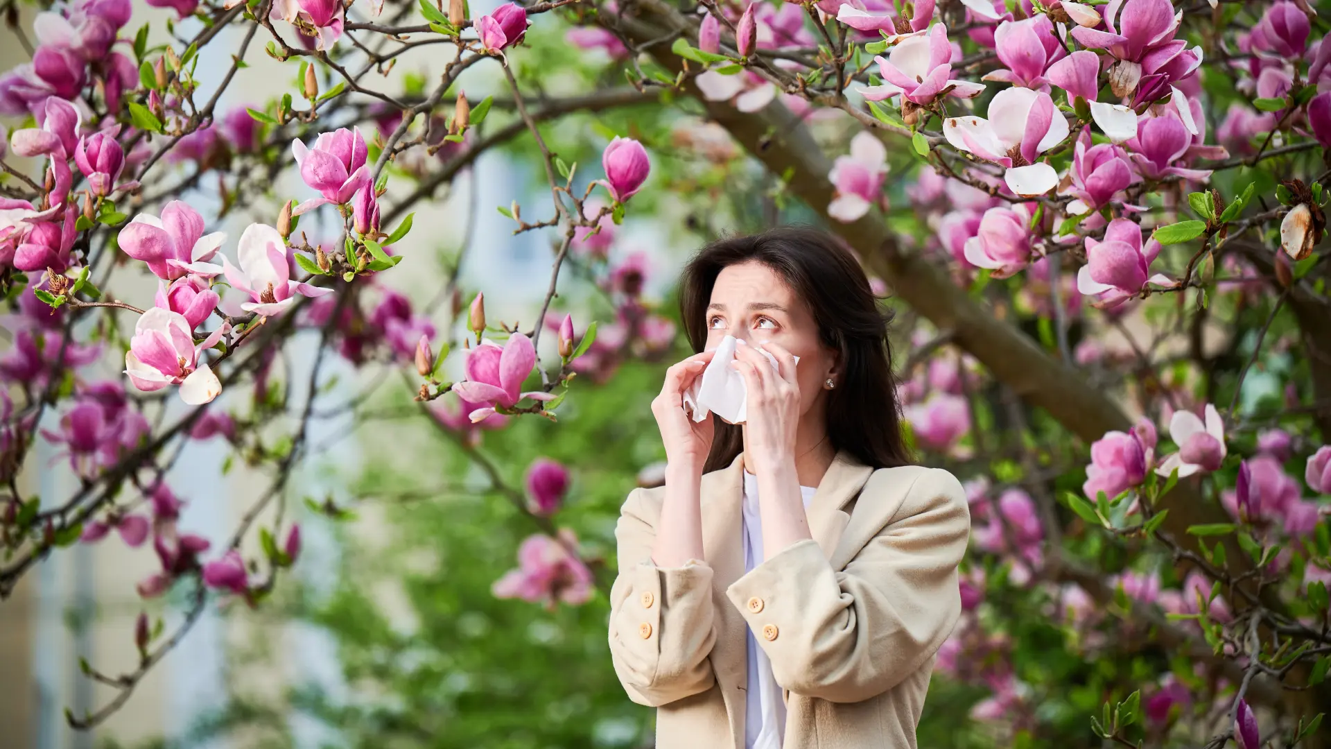 shutterstock_2536808899 magnolija proleće cvetanje alergija na polen-69a5ab54592e0.webp