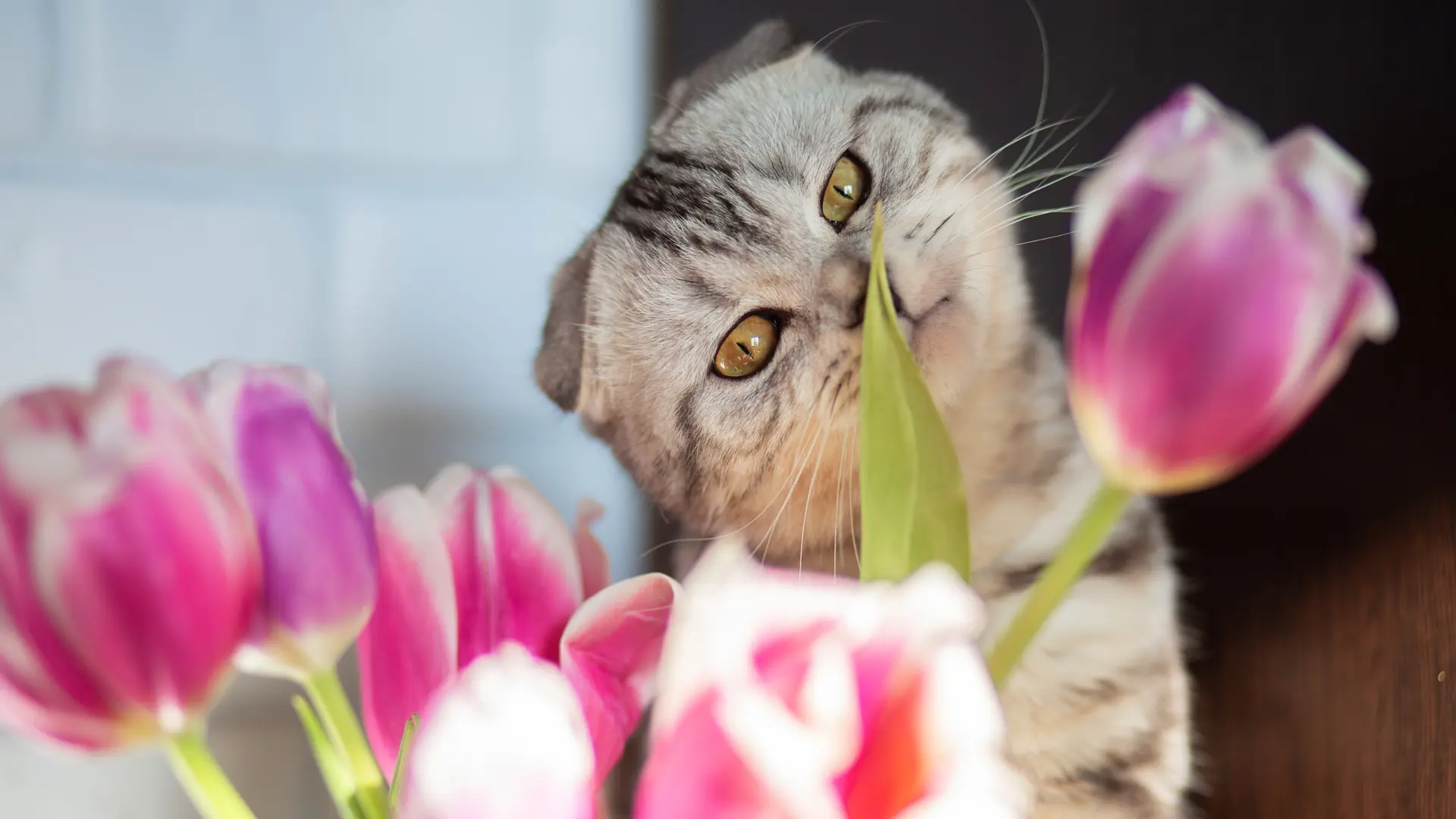 shutterstock_2593369331 mačka cveće trovanje lale mačke-69bd419346a52.webp