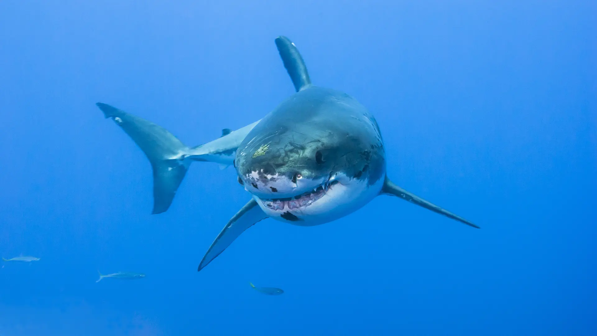 shutterstock_398943334 bela ajkula morski pas more morska zver-69bd33ff73cb7.webp