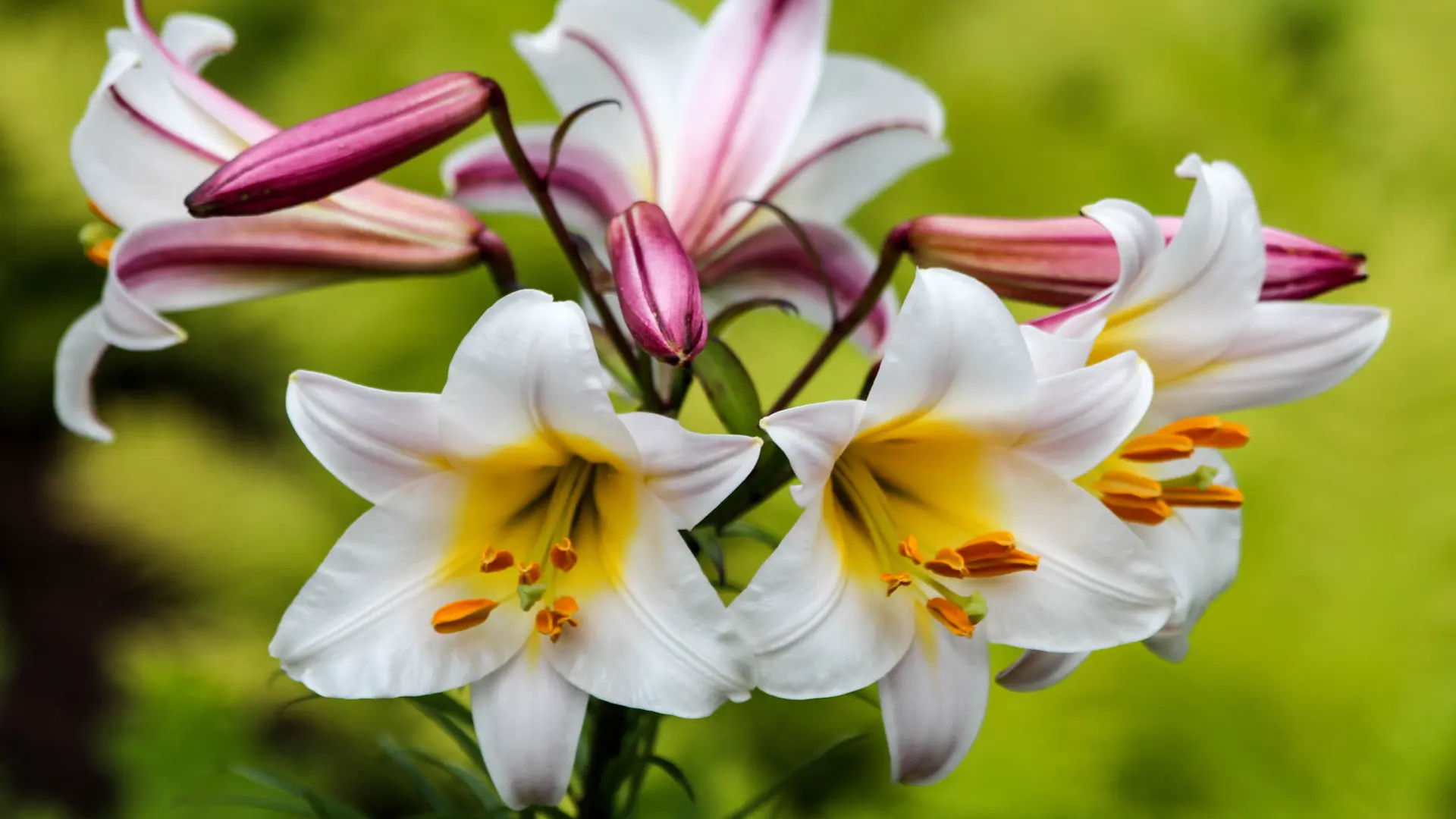 shutterstock_454453309 ljiljani ljiljan cveće proleće-69b00dcec8925.webp