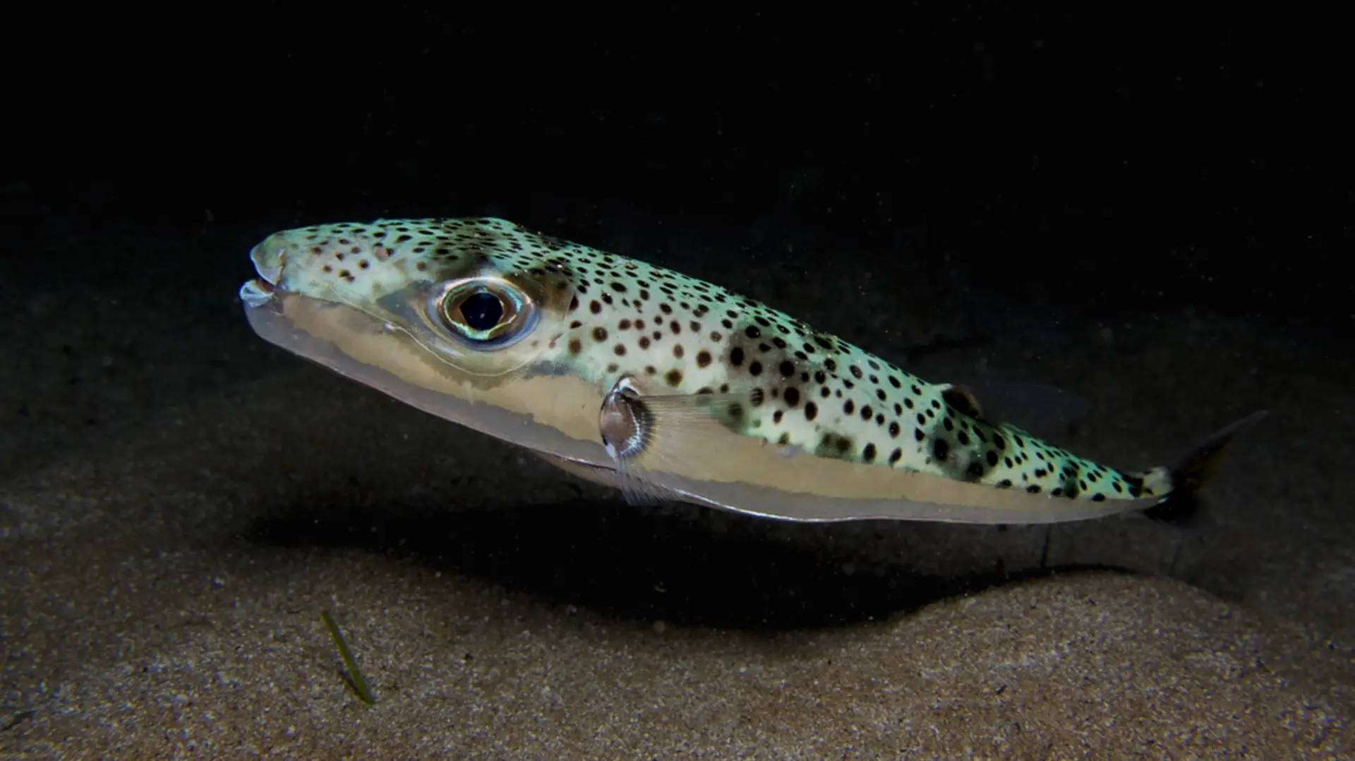 srebrnoprugasta riba-69b566711c1e5.webp