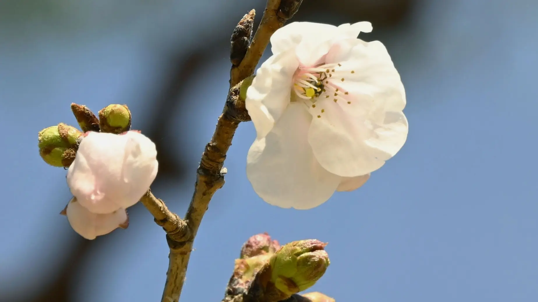 trešnja u japanu, japanska trešnja-69b81b77434b8.webp