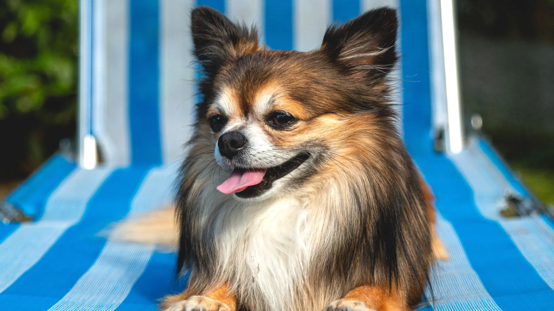 čivava pixabay-69df9b630902e.webp