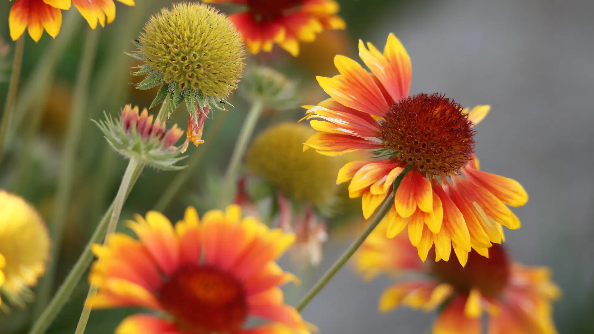 Gailardija cveće pixabay-69cd159acba7c.webp