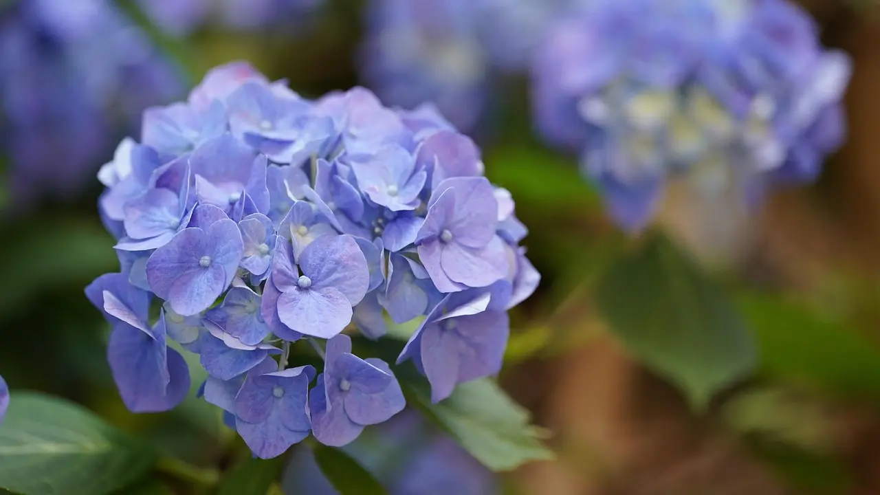 Hortenzija, cveće, bašta, balkon, pixabay-69e62c4bced2a.webp