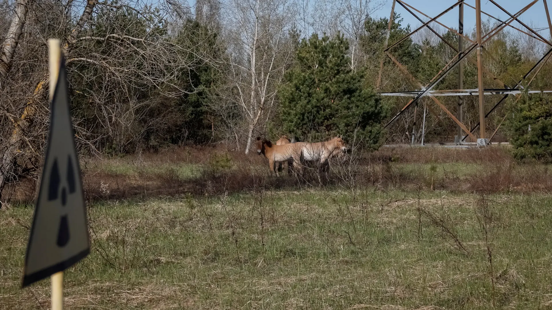 REUTERS, Černobilj, životinje u Černobilju-69eb28e24421f.webp